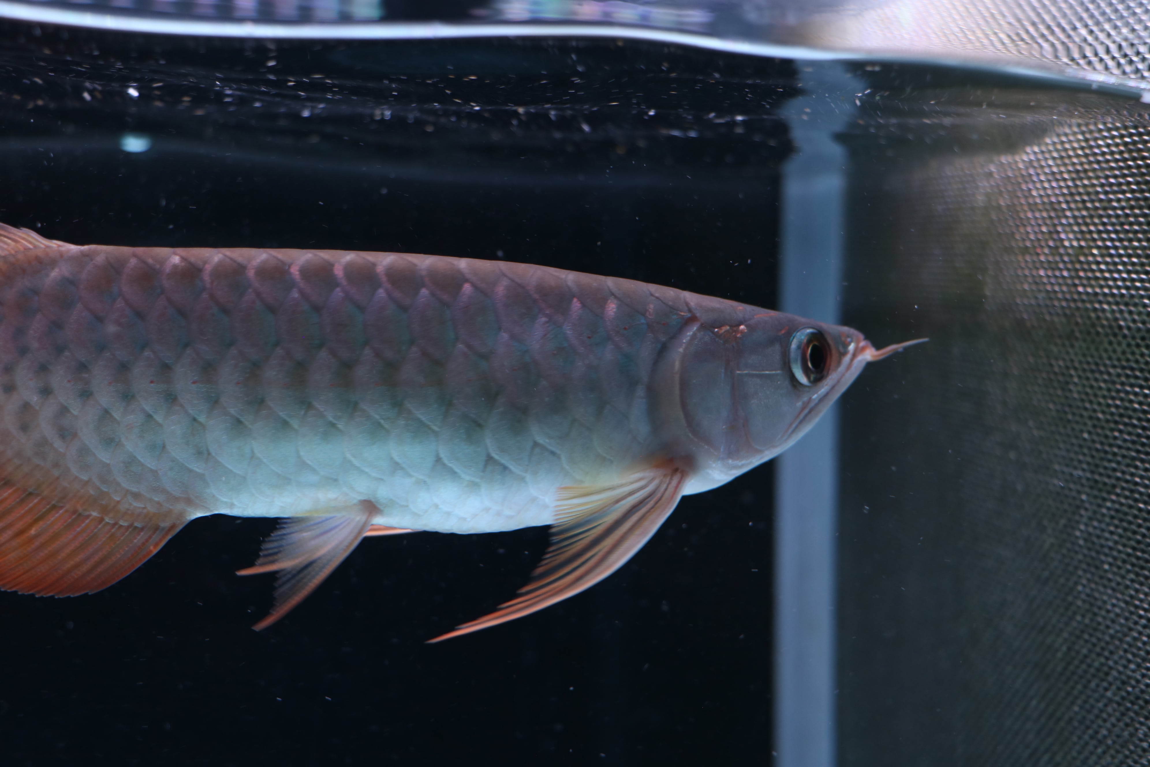 アロワナ等の大型魚・熱帯魚のオンライン販売店 AROHOLIC（アロホリック）