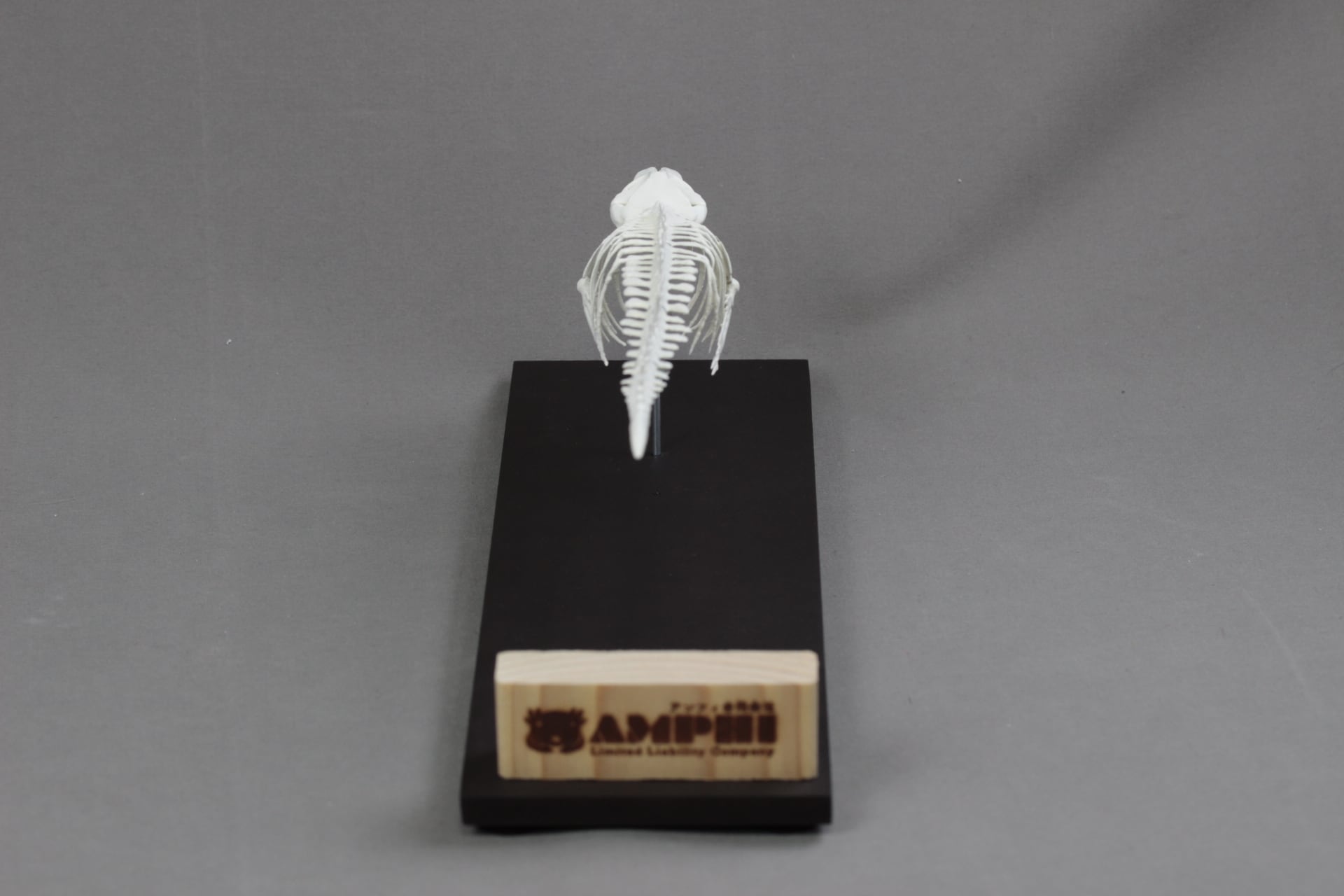 ミンククジラ 縮小全身骨格レプリカ 25cm | アンフィ合同会社