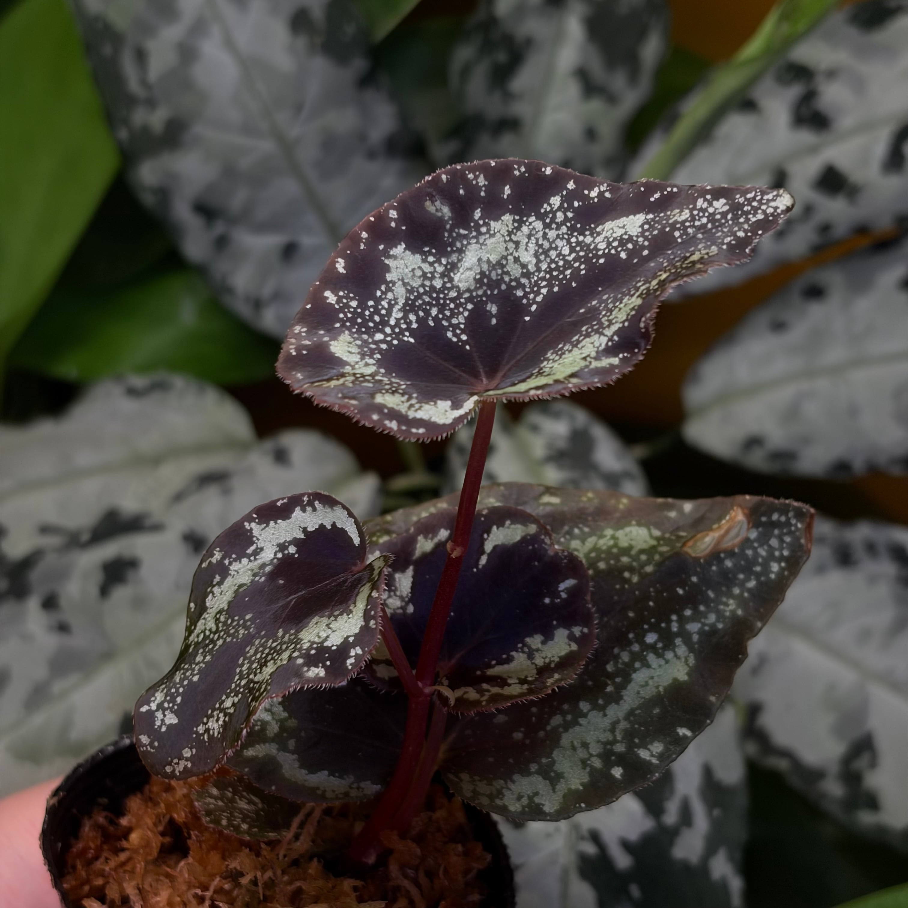 Begonia sp. Kapong Phang Nga【ZOE0425-5t】 銀河系 | 熱帯雨林植物