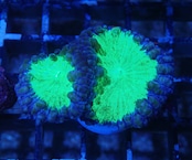 Blastomussa BlueGreen Frag