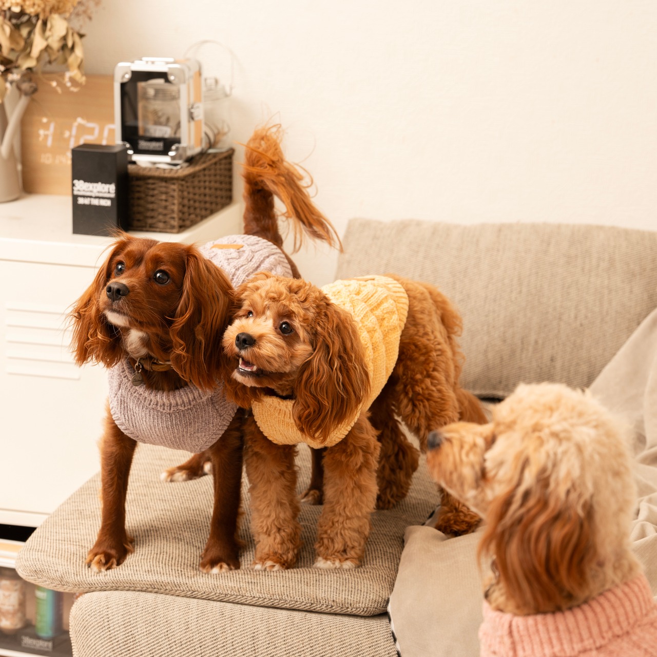 TOREOTTO38 DOG KNITVEST / YELLOW