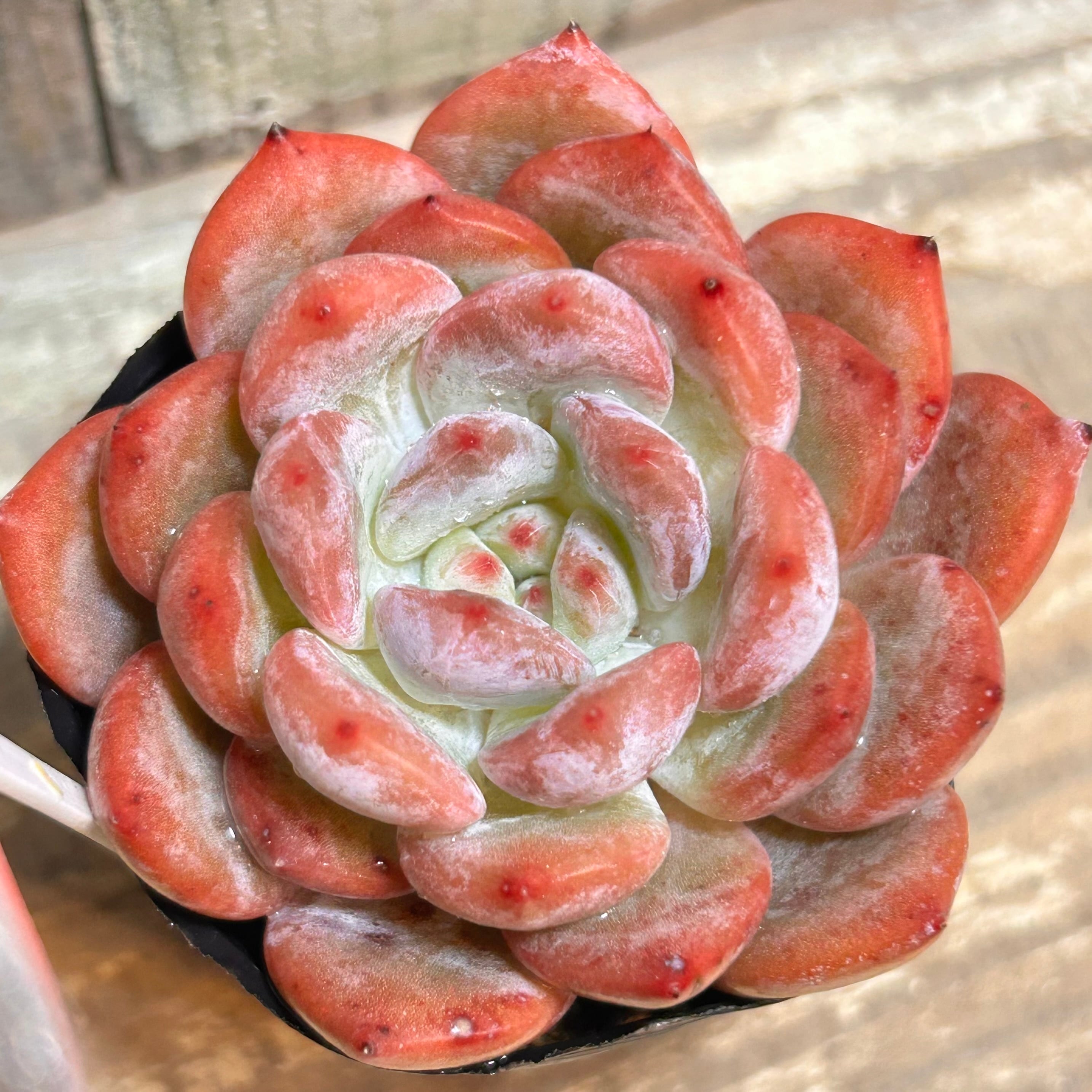 キュートバブル | RuPo 多肉植物専門店