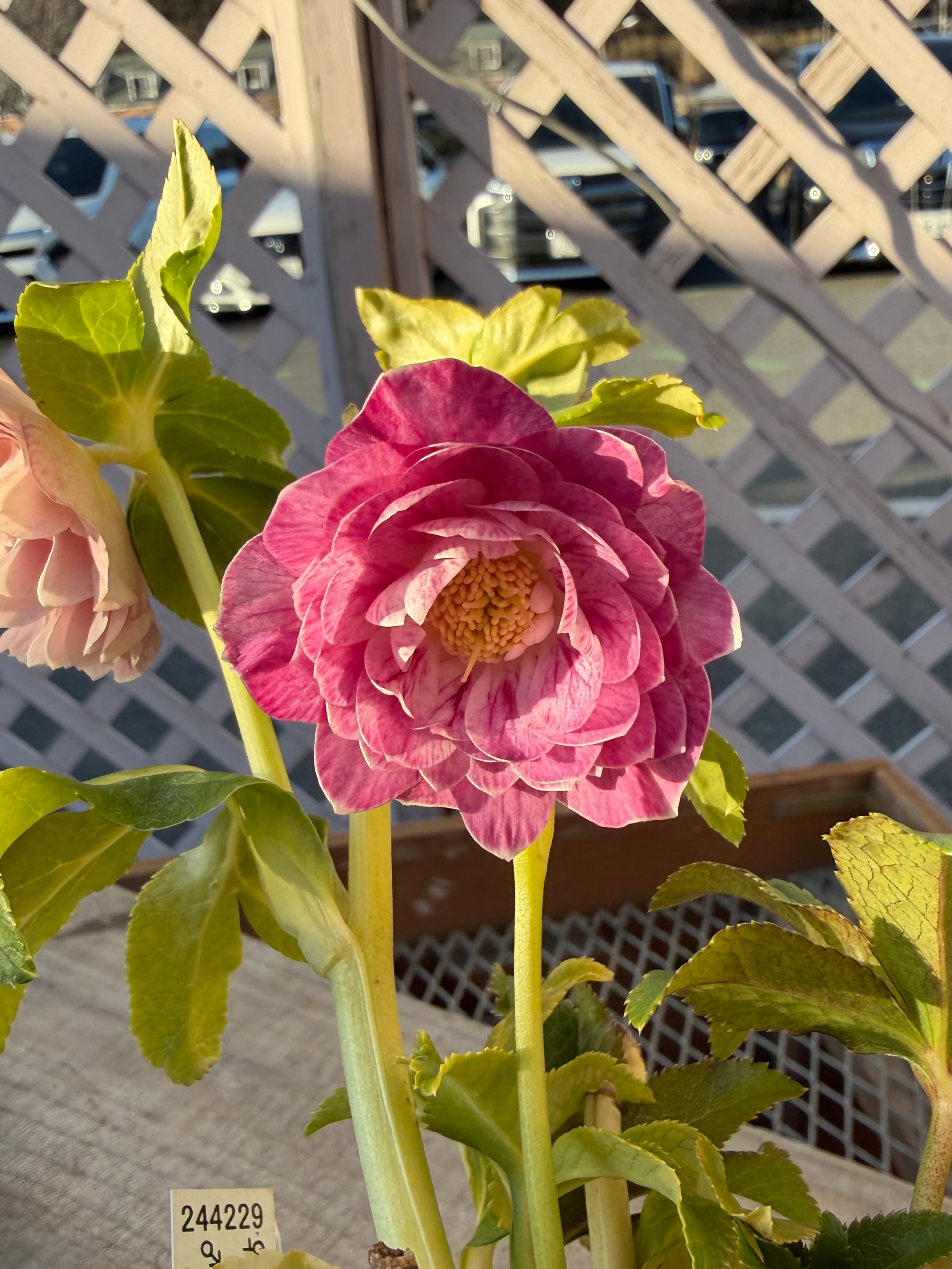 ピンクプリマゴールド系 加藤農園 クリスマスローズ【Ka94】送料無料