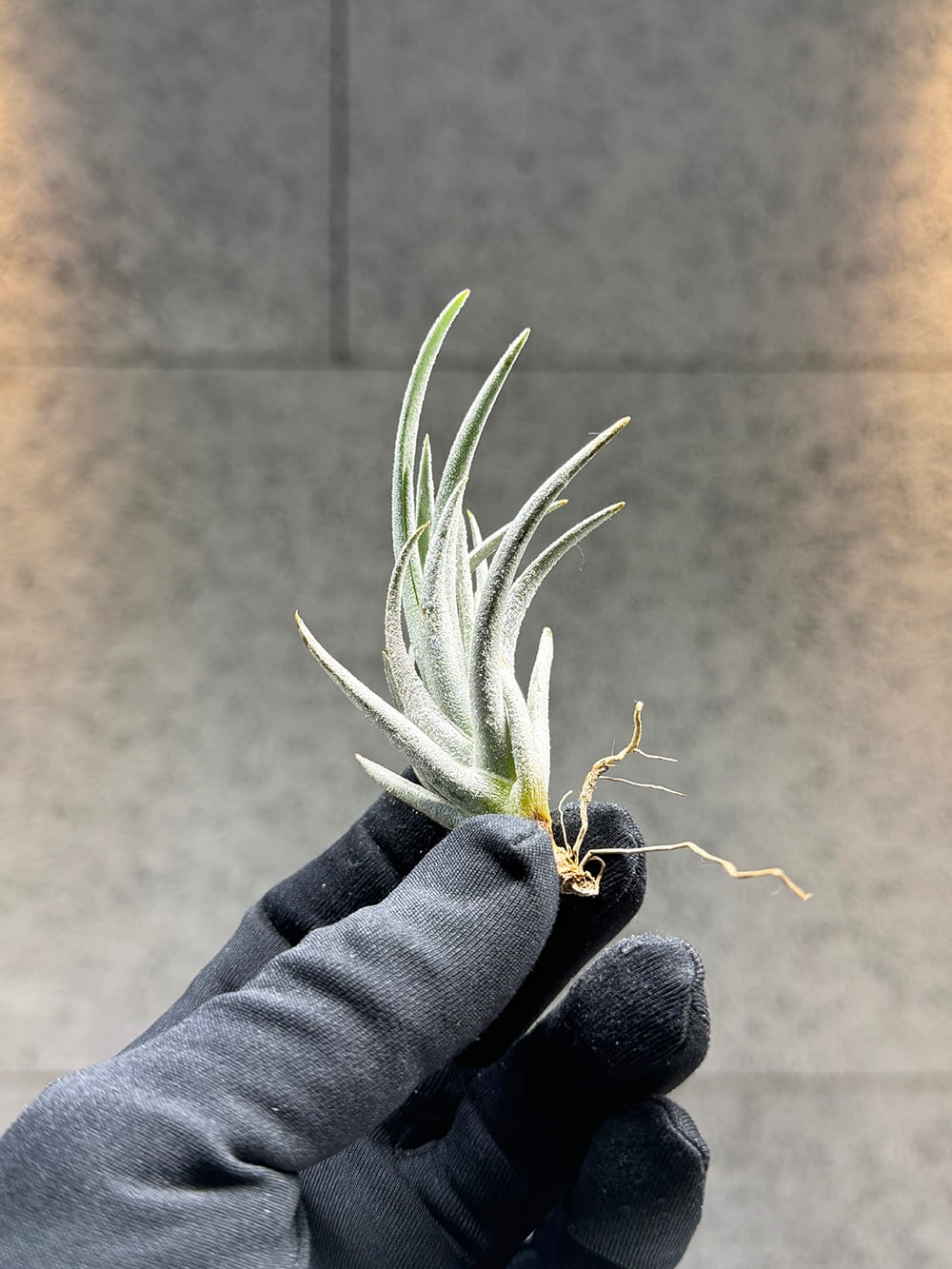 ドリナリア クエルシフォリア 斑入り 【Drynaria quercifolia