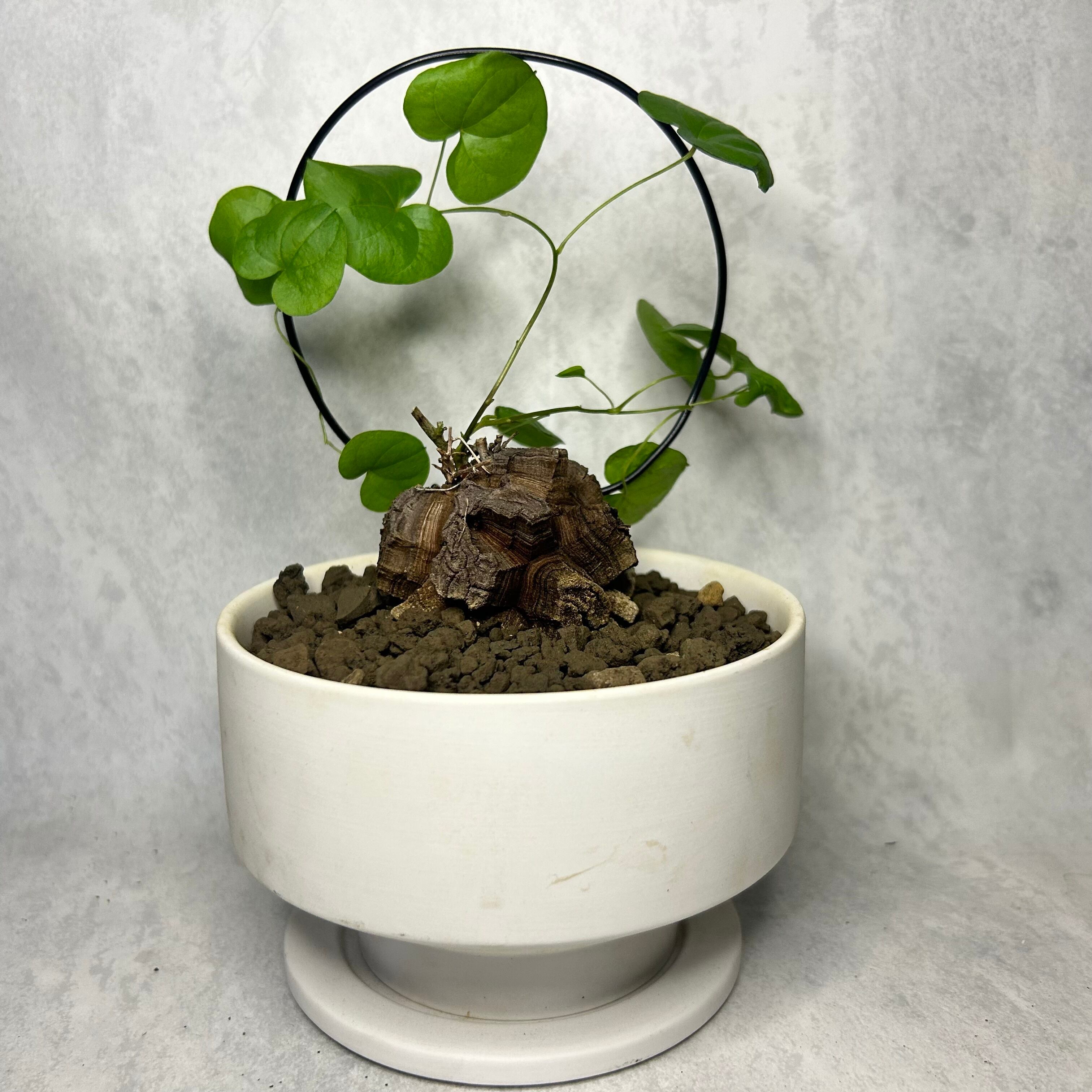 亀甲竜 (鉢入り) 5cm越え バキボコ割れ ディオスコレア　塊根植物 亀甲竜 (陶器鉢入り) 5cm越え バキボコ割れ ディオスコレア | PLARE