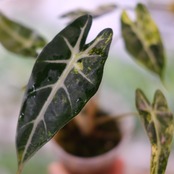 アロカシア バンビーノ イエロー / Alocasia bambino variegated 'Yellow'⑥ / 観葉植物