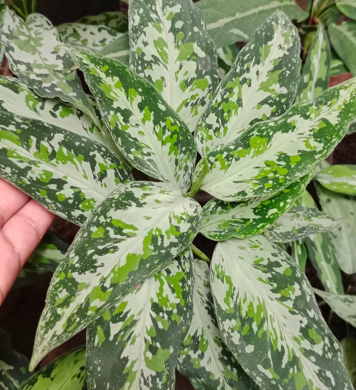 Aglaonema sp. Krabi 【ZOE0626-04t】　アグラオネマ Aglaonema sp. Krabi 【ZOE0626-04t】 アグラオネマ | 熱帯雨林植物