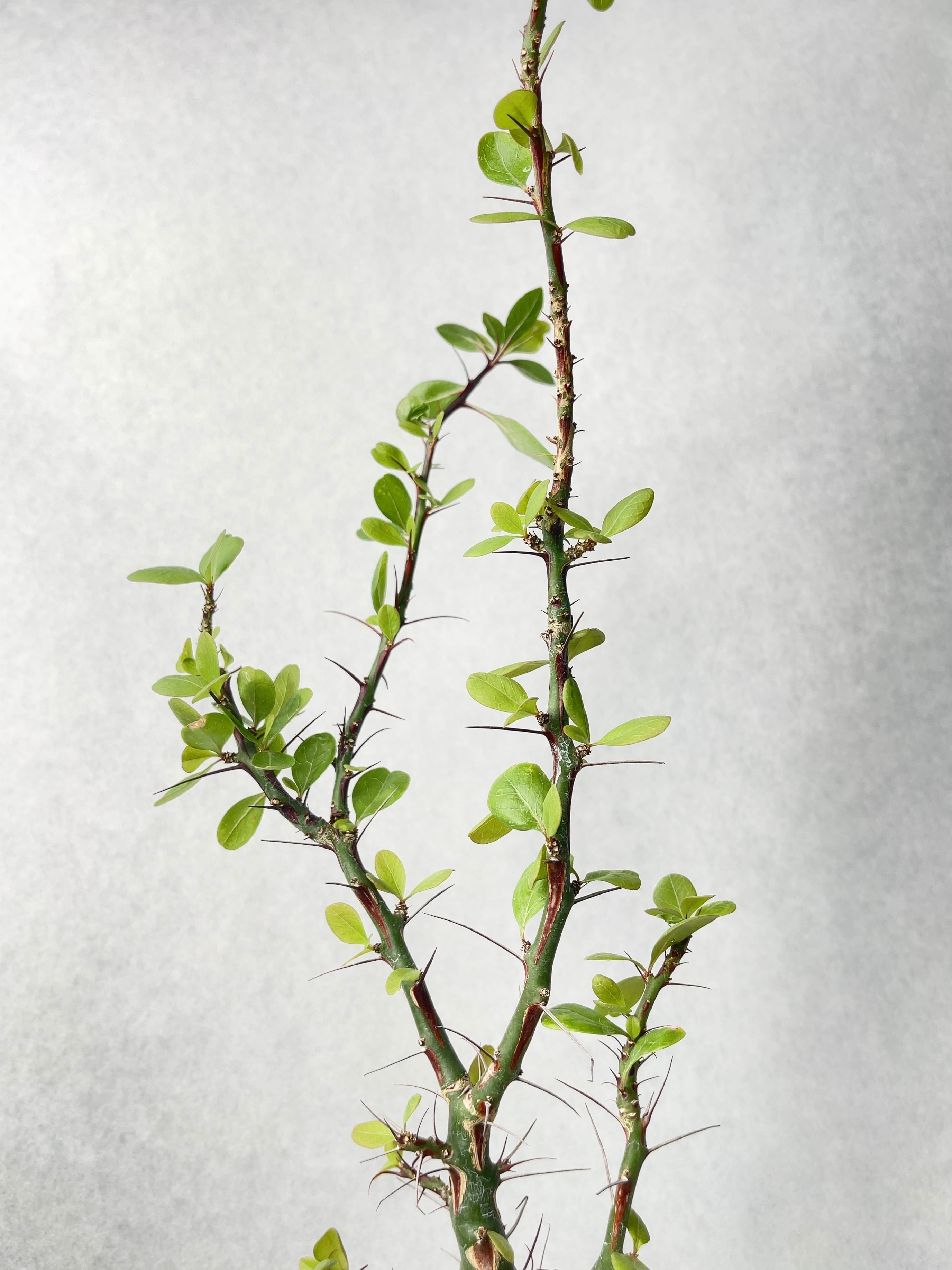 フォークイエリア・ファシクラータ | trigger