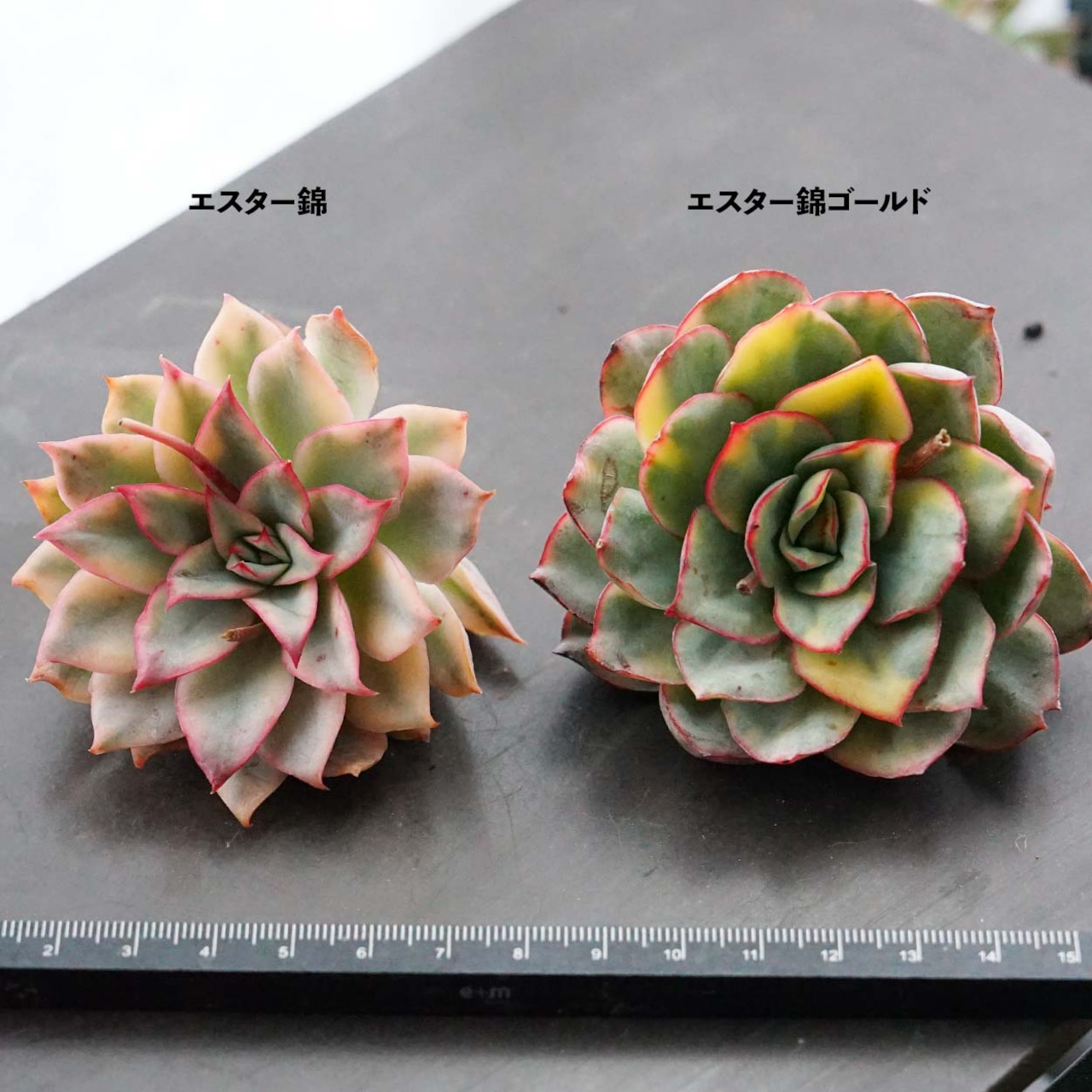 カット苗 エスター錦 標準サイズ Echeveria 'Esther Variegated'