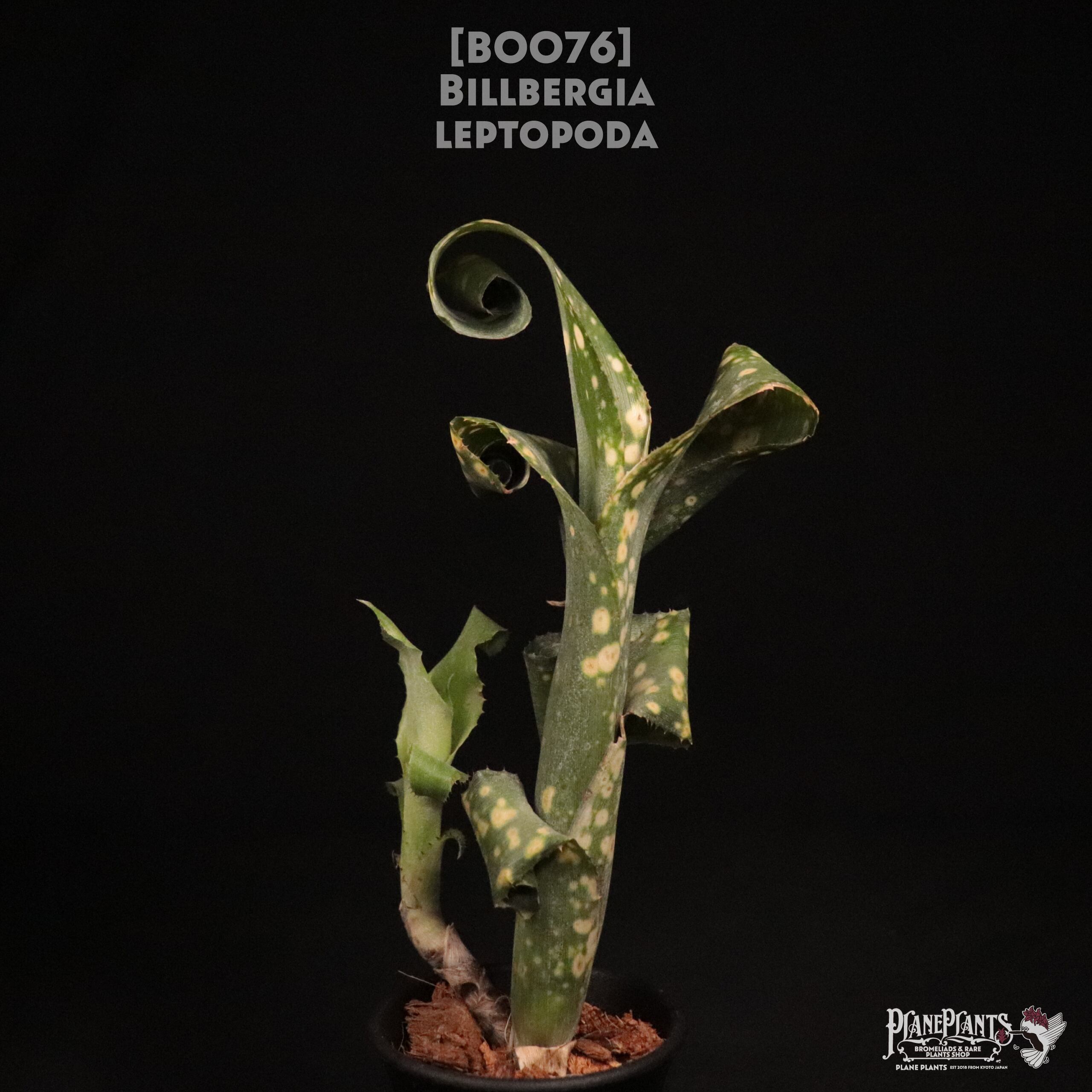 送料無料】Billbergia leptopoda〔ビルベルギア〕現品発送B0076