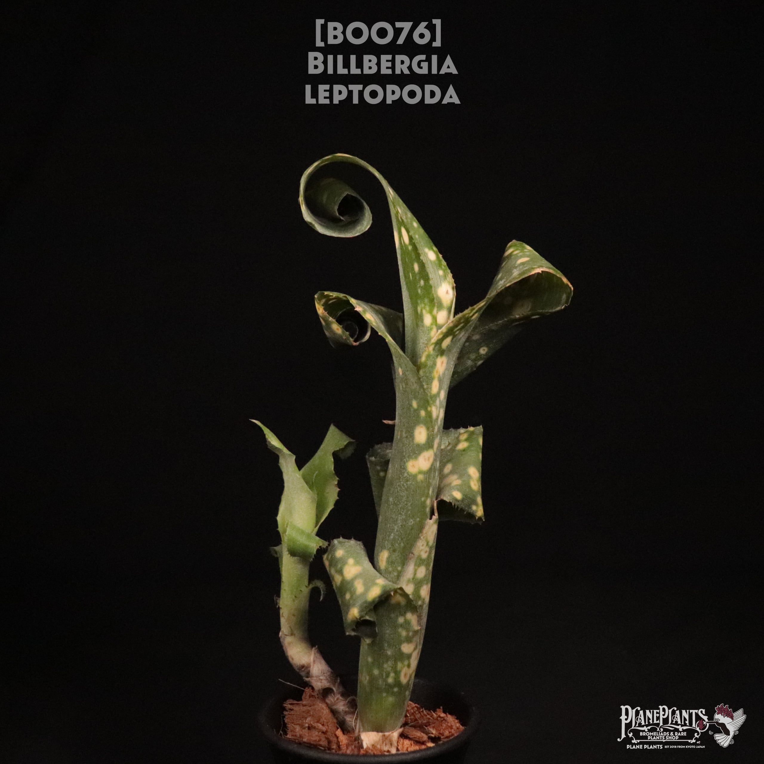【送料無料】Billbergia leptopoda〔ビルベルギア〕現品発送B0076
