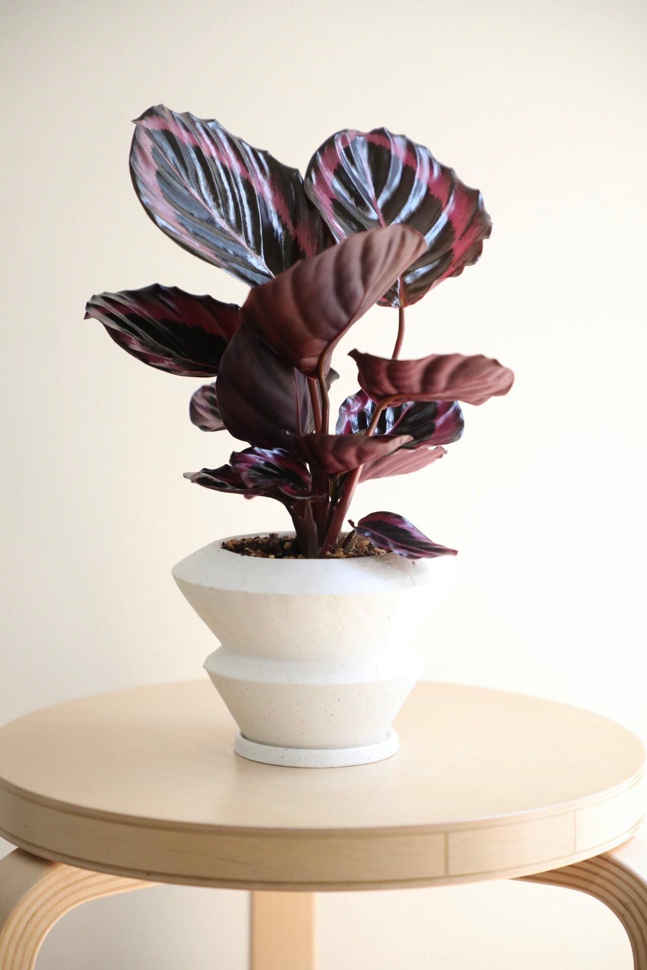 専用　ディフェンバキア　月光とカラテアレッドモジョ S】カラテア レッドモジョ/Calathea | 【厳選植物・器】MIDORI DOUMEI