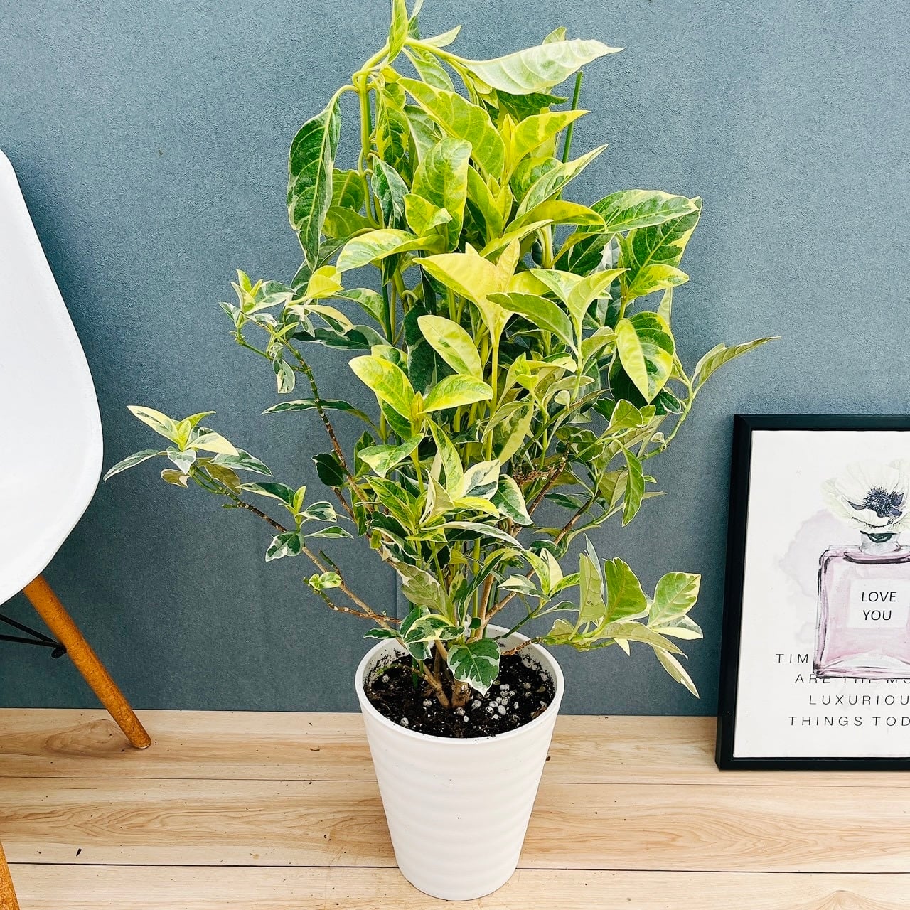 観葉植物 現品］☆おすすめ☆ 12番 プセウドランセマム 斑入り 8号 常緑樹