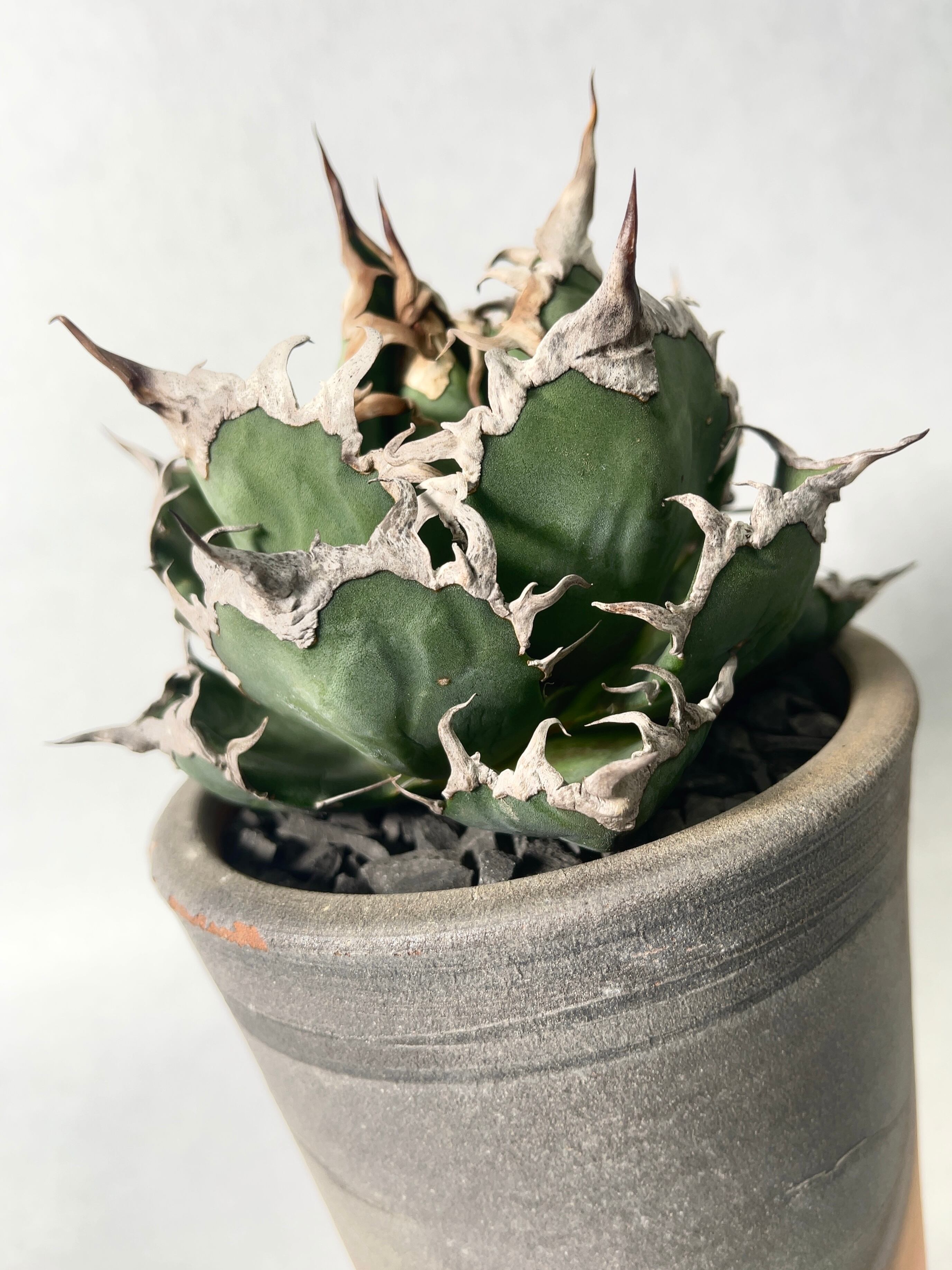 アガベ・シーザー | trigger