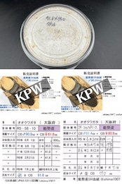 《オオクワガタ 能勢SR血統 種親91.6mm×59.0mm 幼虫1頭》冴えない茸の育てかた氏委託個体