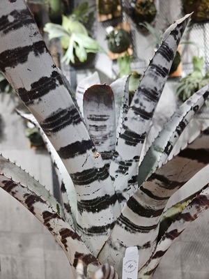 Aechmea  chantinii  Black Select A1【artPLANTs/PLANTS GARAGE 】エクメア/タンクブロメリア