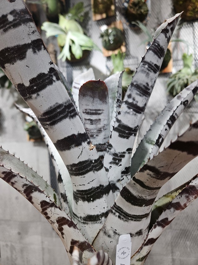 Aechmea  chantinii  Black Select A1【artPLANTs/PLANTS GARAGE 】エクメア/タンクブロメリア