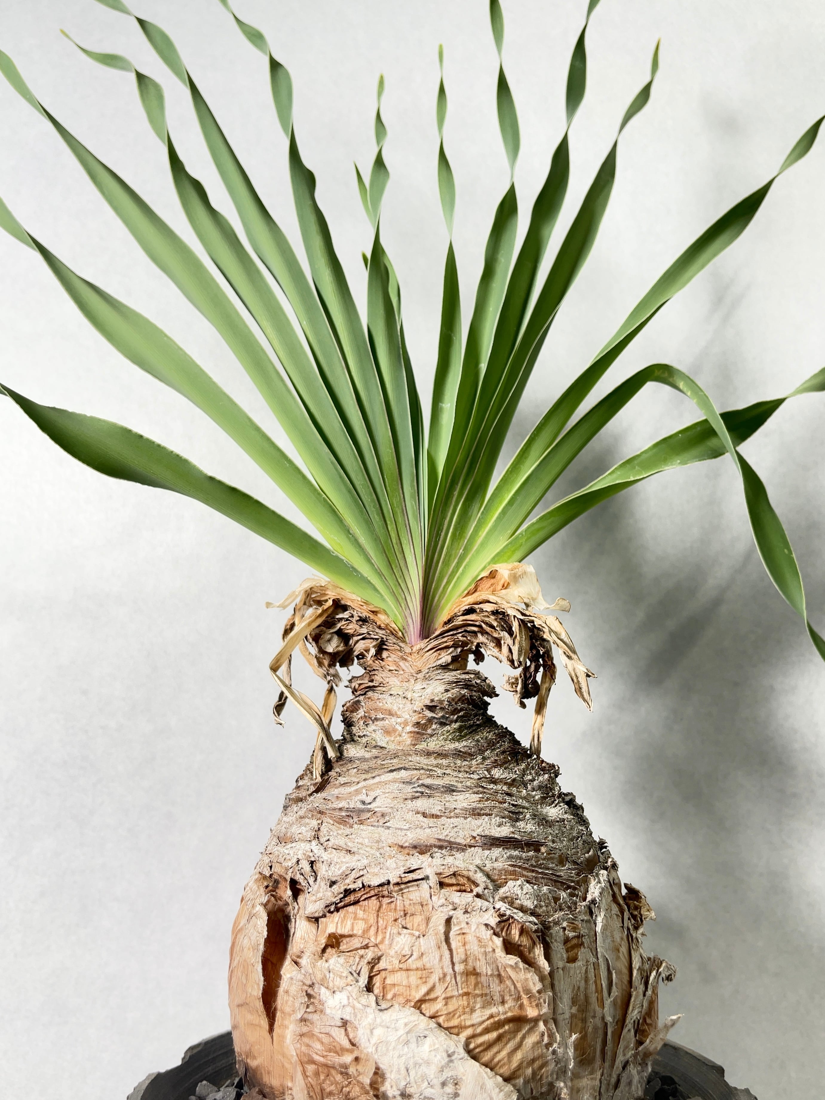 ブーファン ディスティチャ ブーファン ディスティチャ 現地株 発根済