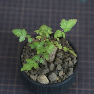 Bursera fagaroides ブルセラ ファガロイデス / 小株(3号鉢)/Lot.002