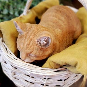 眠り猫　茶トラ