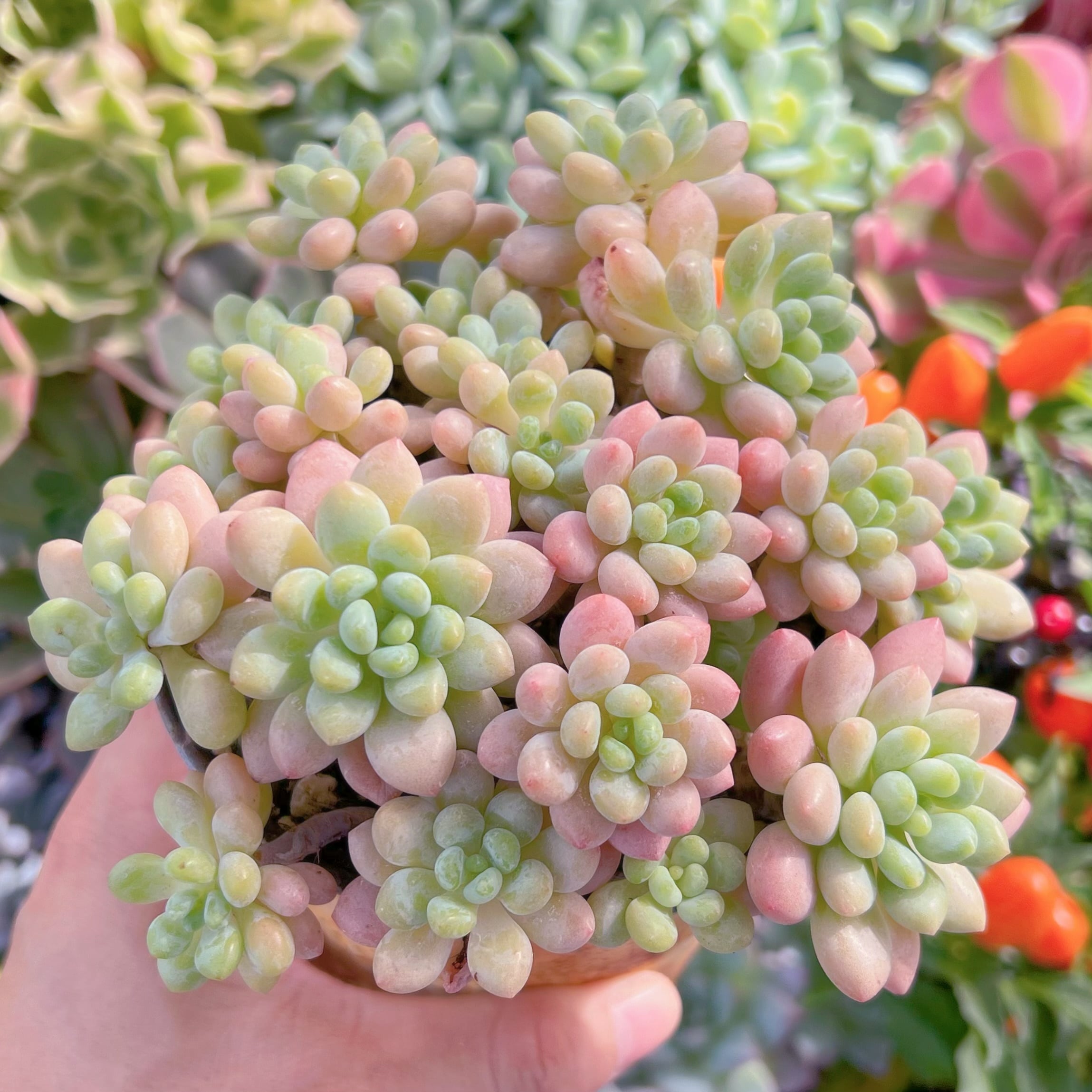 現物　ストロベリーミルク#602   るる農園