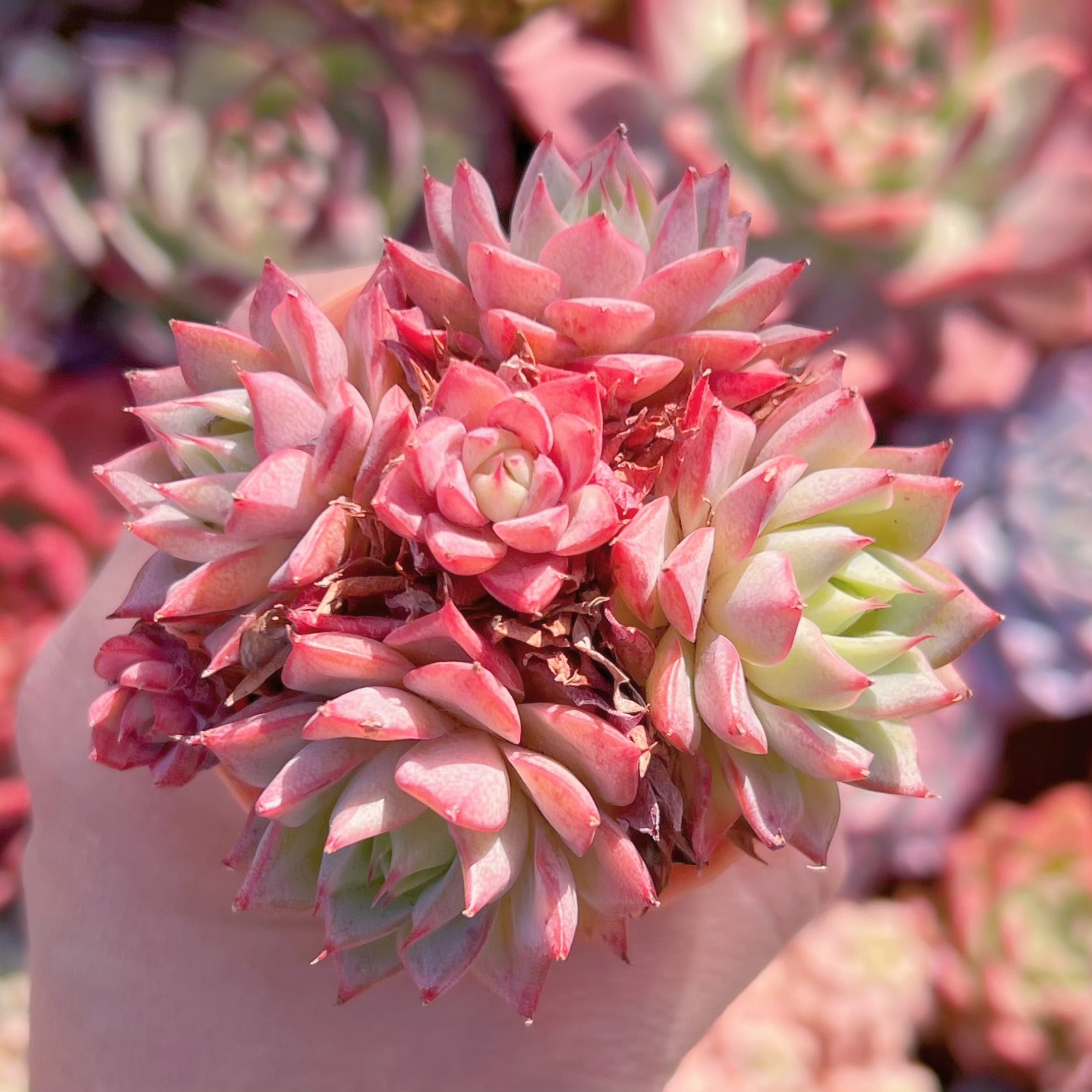 多肉植物　リンゼアナ群生　新入荷　るる農園