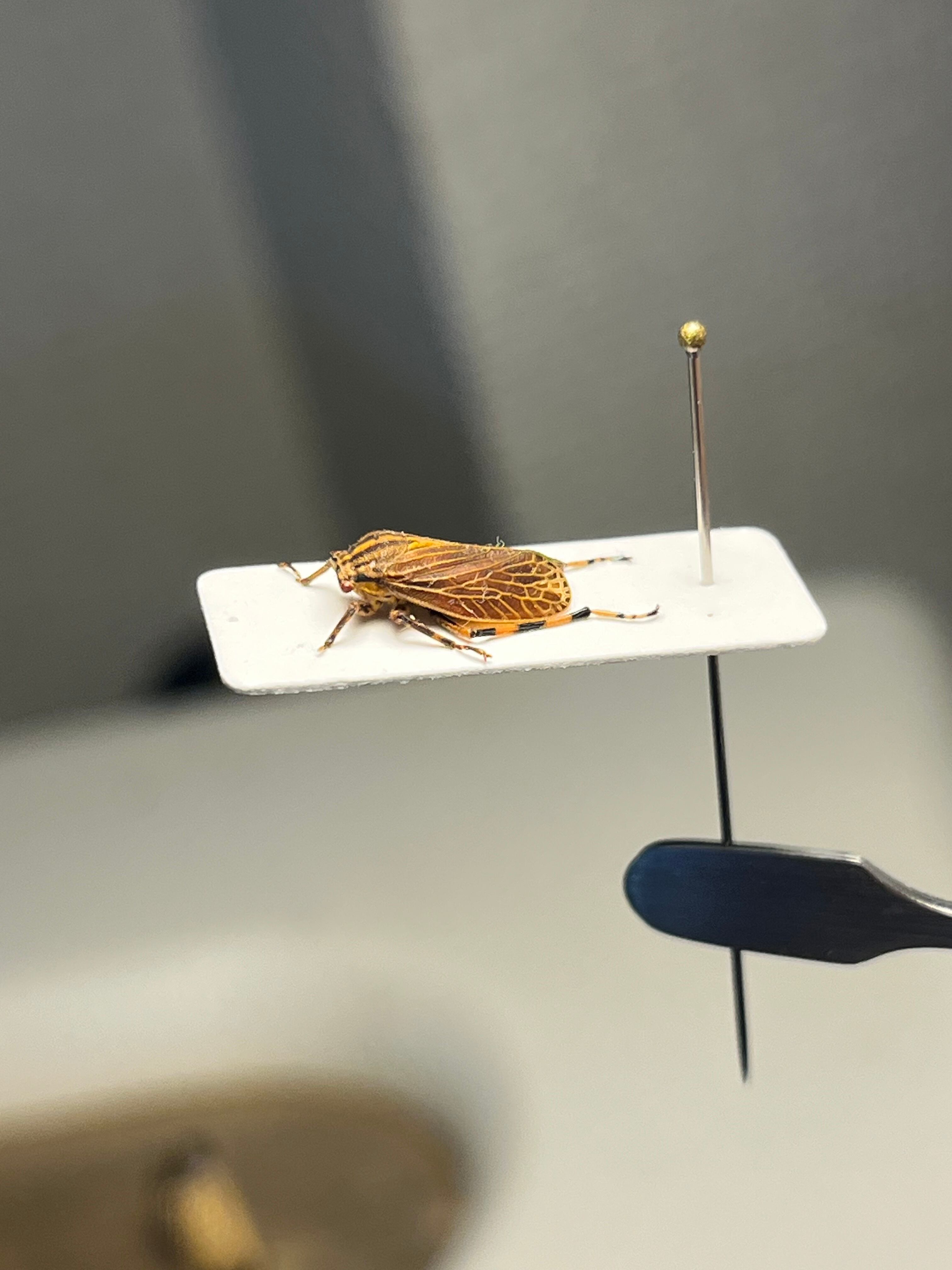 8mm】ペルーのツノゼミの一種 標本 ヨコバエAethalion reticulatum
