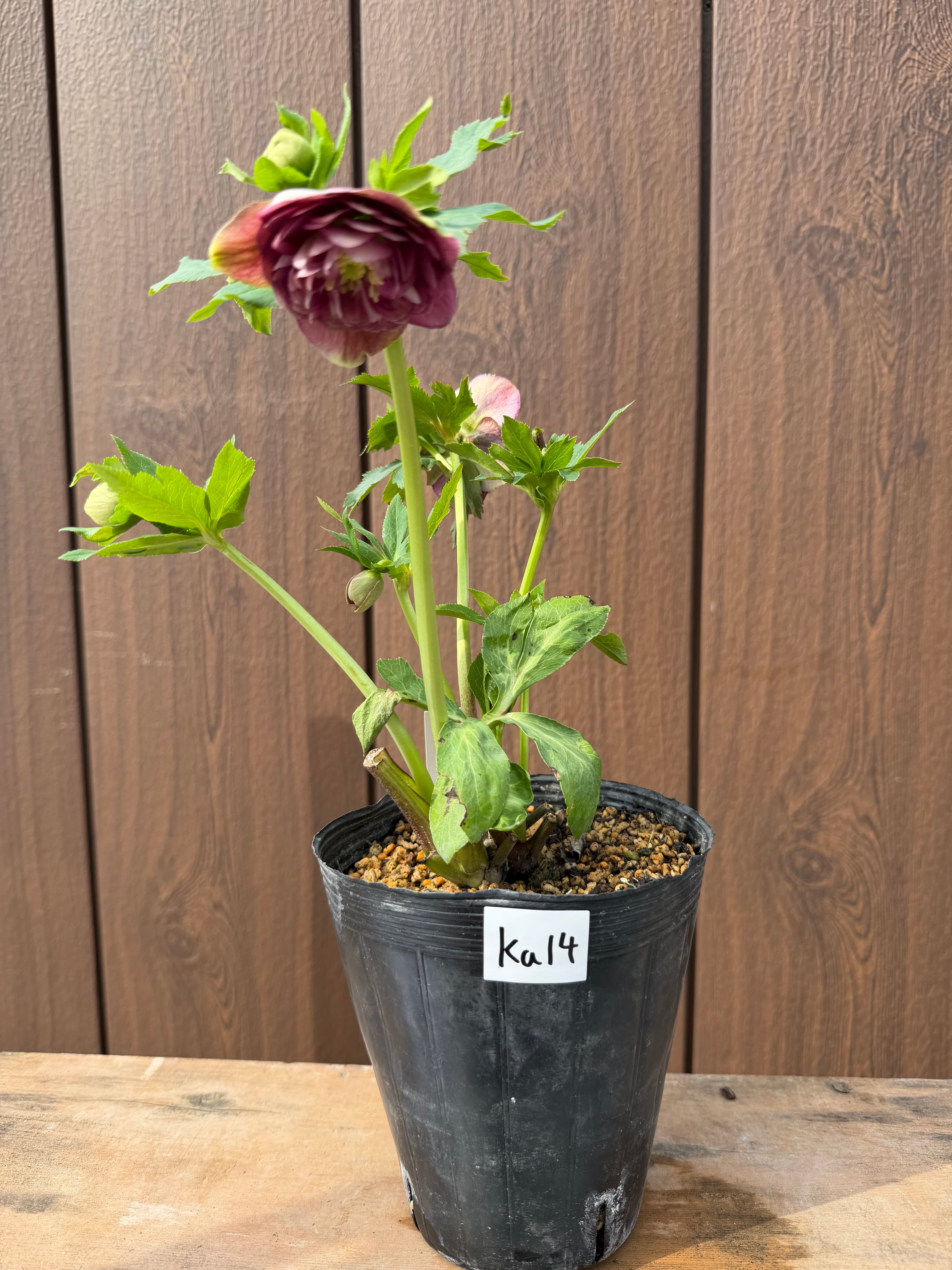 アフロディーテグラデーション ※交配札無し 加藤農園 クリスマスローズ