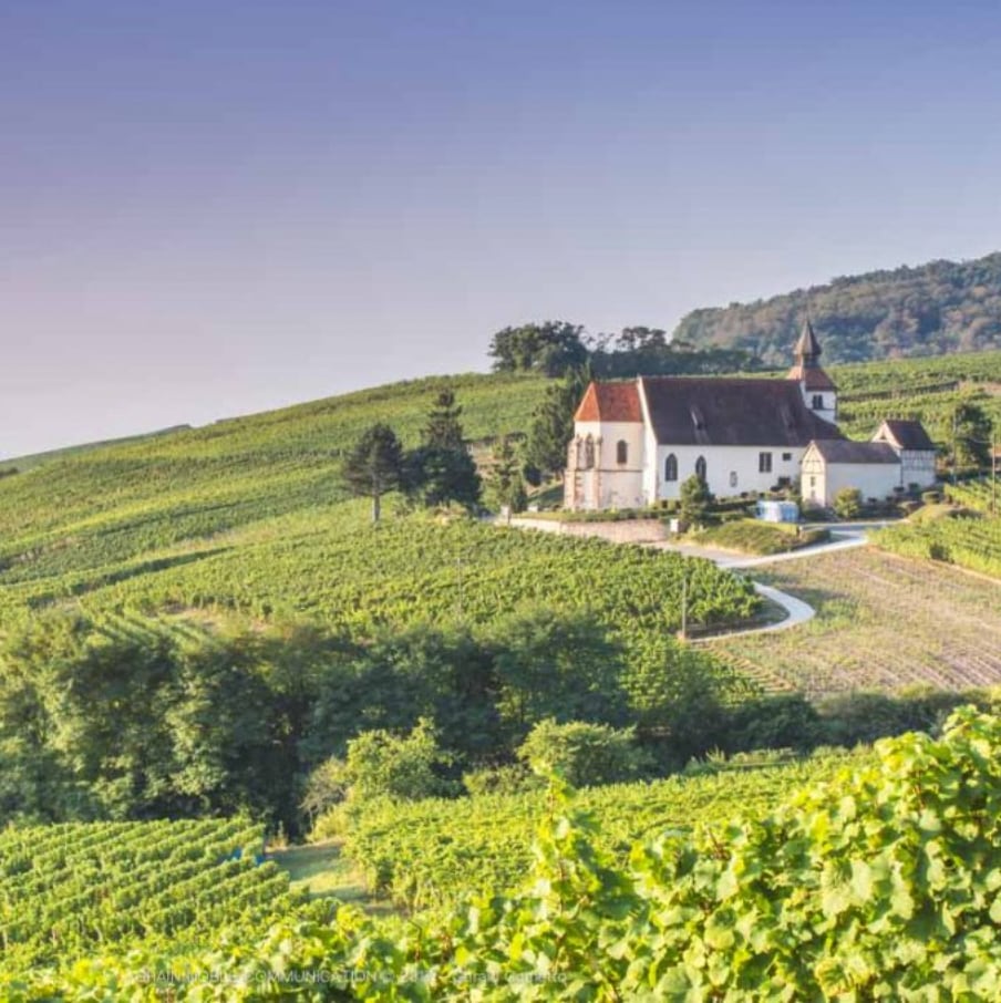 【シャルル・フレイ】シルヴァネール・アンタンポレル 2022