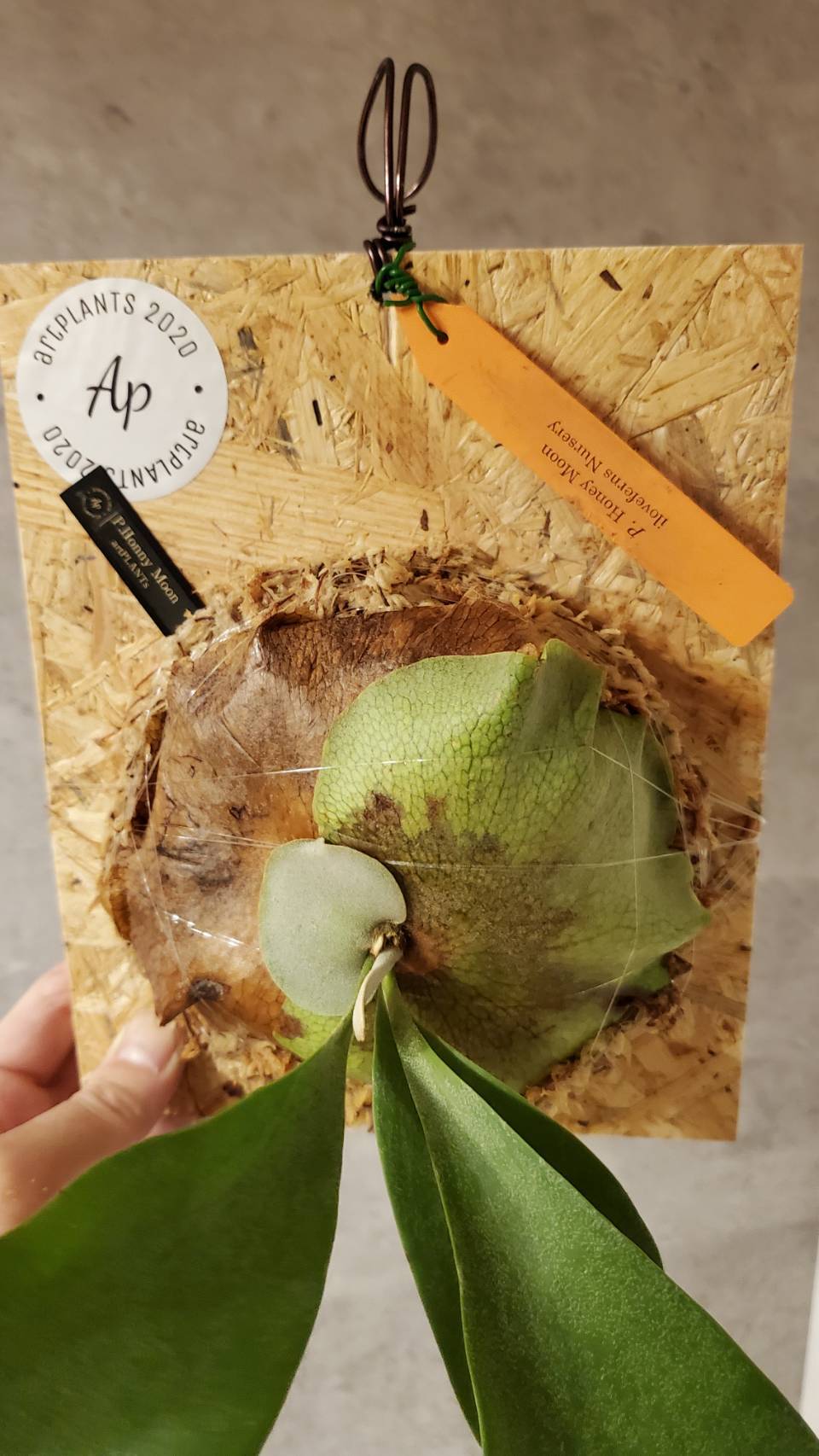 P.Honey Moon(Pup) 【artPLANTs】ビカクシダ/Platycerium | artPLANTs