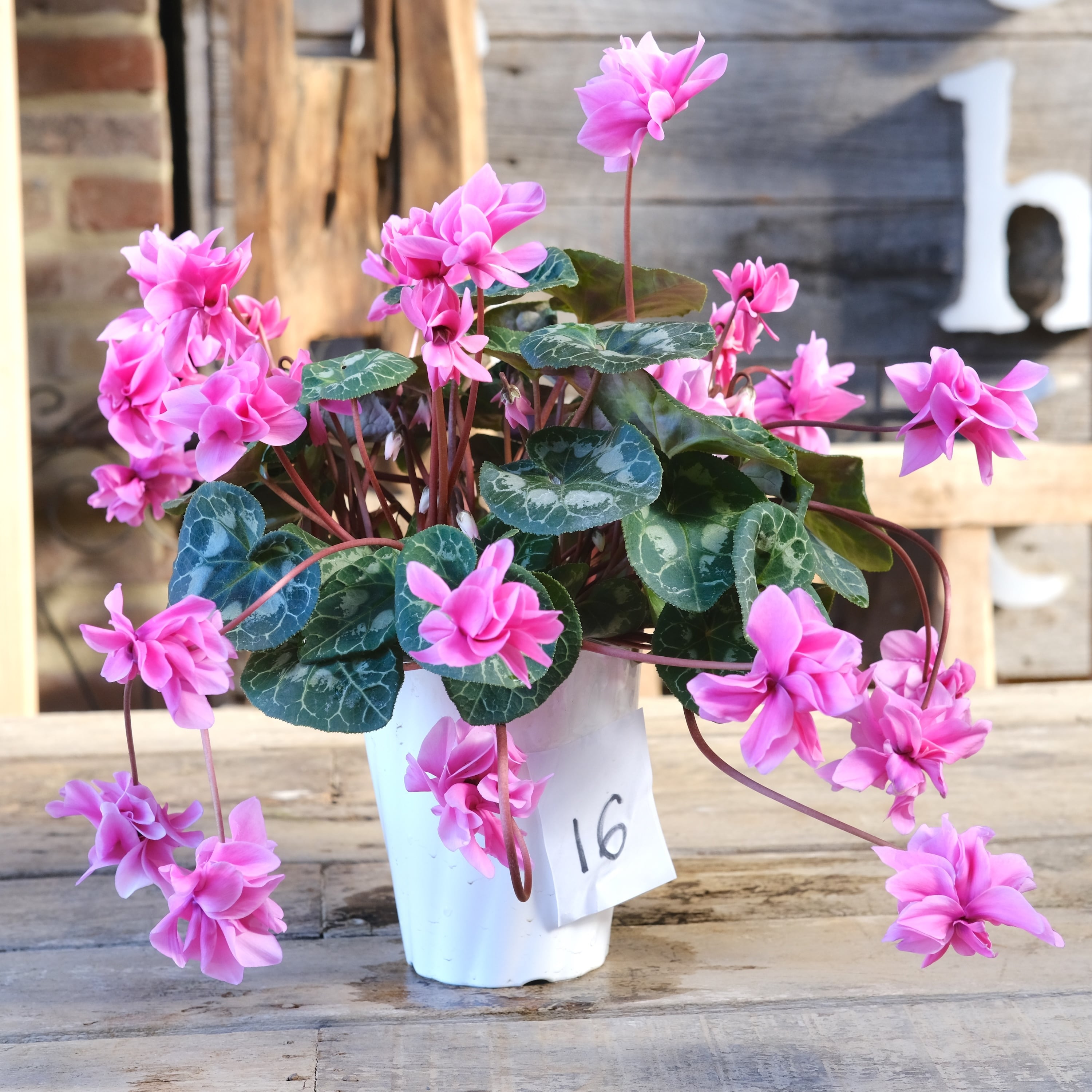 八重咲ミニシクラメン 斑入り チモピンク　①　＊同梱推奨商品 No, 16】ミニシクラメン チモシリーズ 八重《 枝垂れざき 》鉢なし