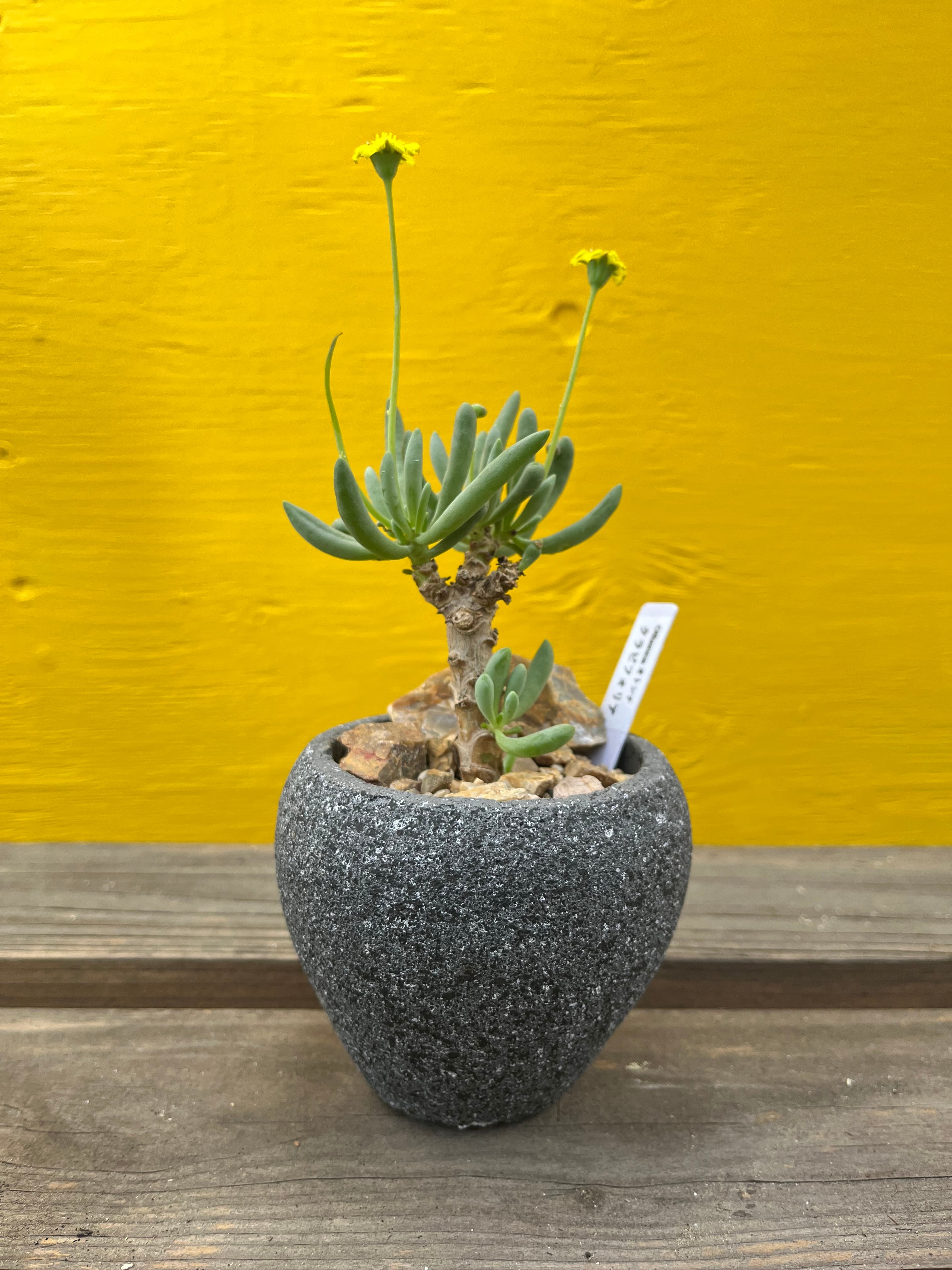 TNK006　サボテン　多肉植物　オトンナ　クラビフォリア　南アフリカ輸入　選抜健康優良苗 オトンナ・クラビフォリア 2年半の成長記録 | すごいグリーン