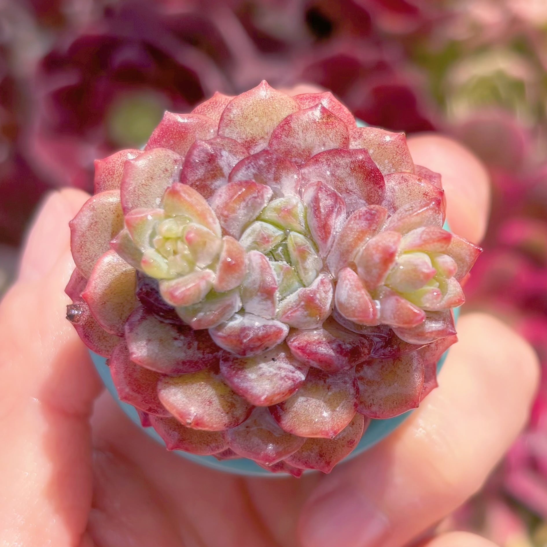 多肉植物　魯冰　新入荷　るる農園