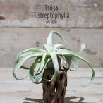 【送料無料】ストレプトフィラ M〔エアプランツ〕現品発送T1634