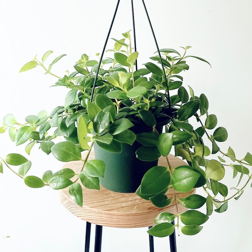 《人気》エスキナンサス ラディカンス 観葉植物 吊り下げ calm cafe