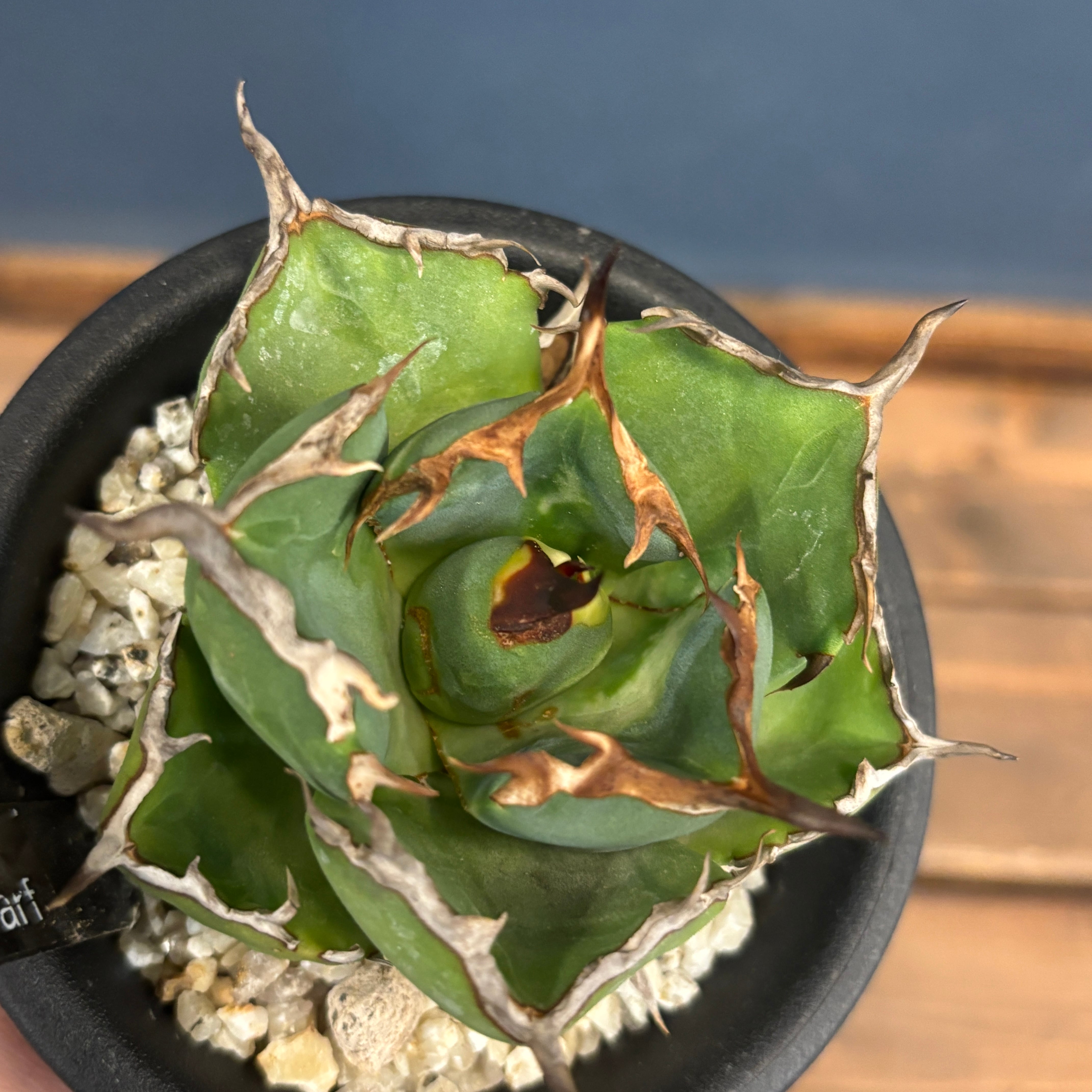 アガベ ペルシアン・ドワーフ アガベ チタノタ ペルシアンドワーフ | GREEN LUCK