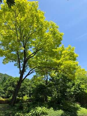 翠風　5月のいろいろな花　600g 非加熱