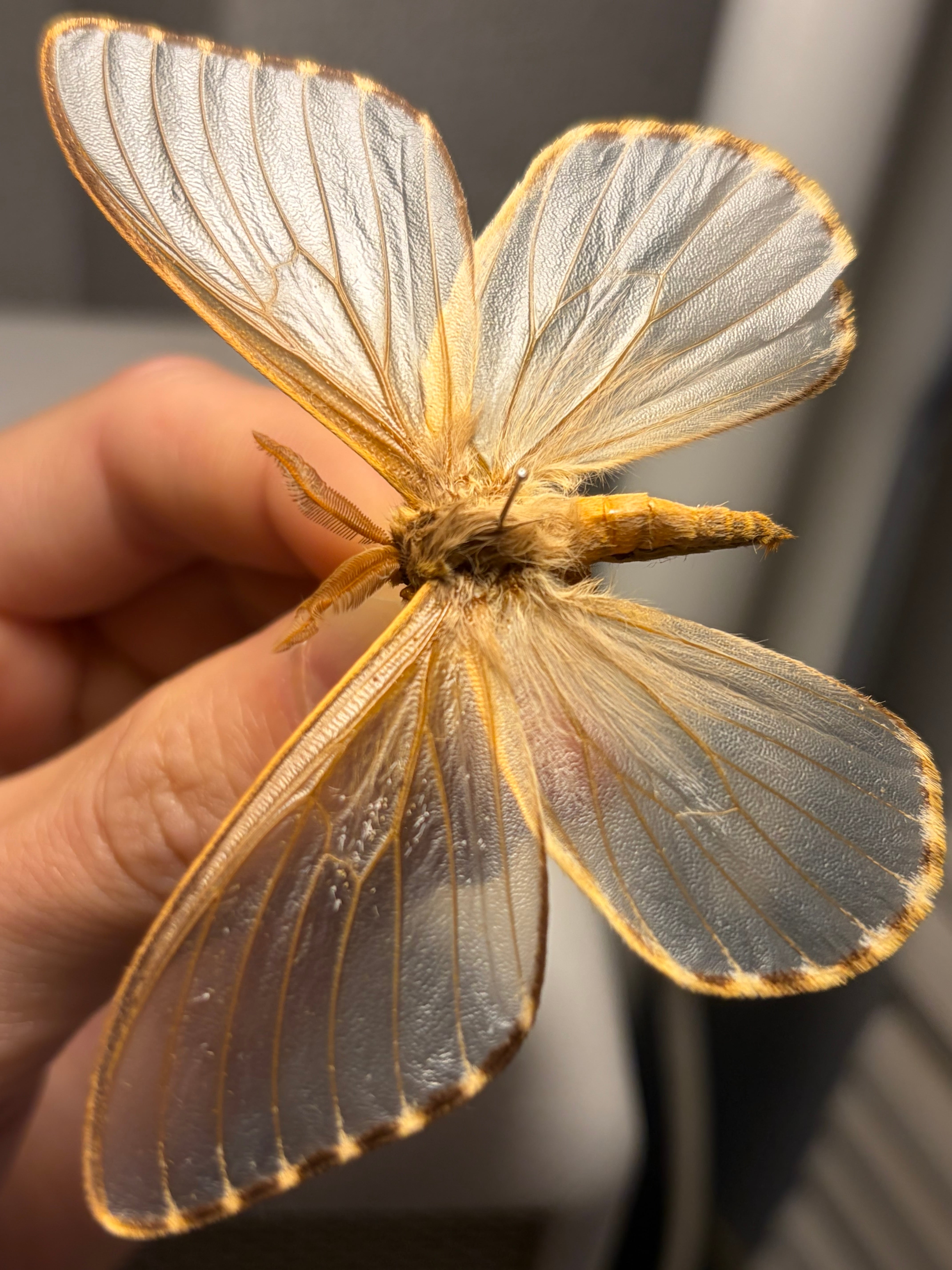スカシヤママユ スカシジャノメ 標本 ヤママユガ 蛾 Parnassius 外国産