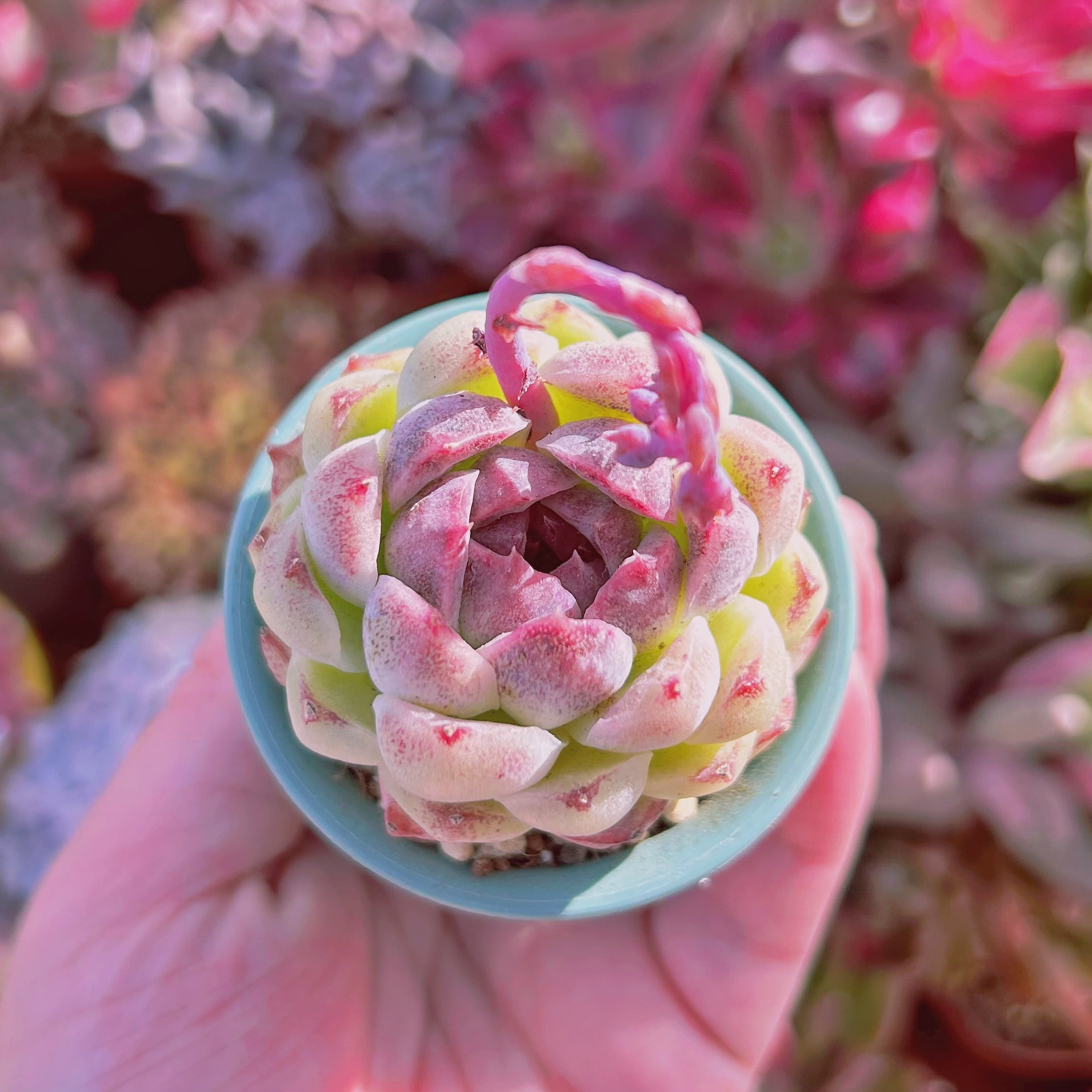 #574現物　多肉植物　ブラックベアxヒューミリス(紫水晶)