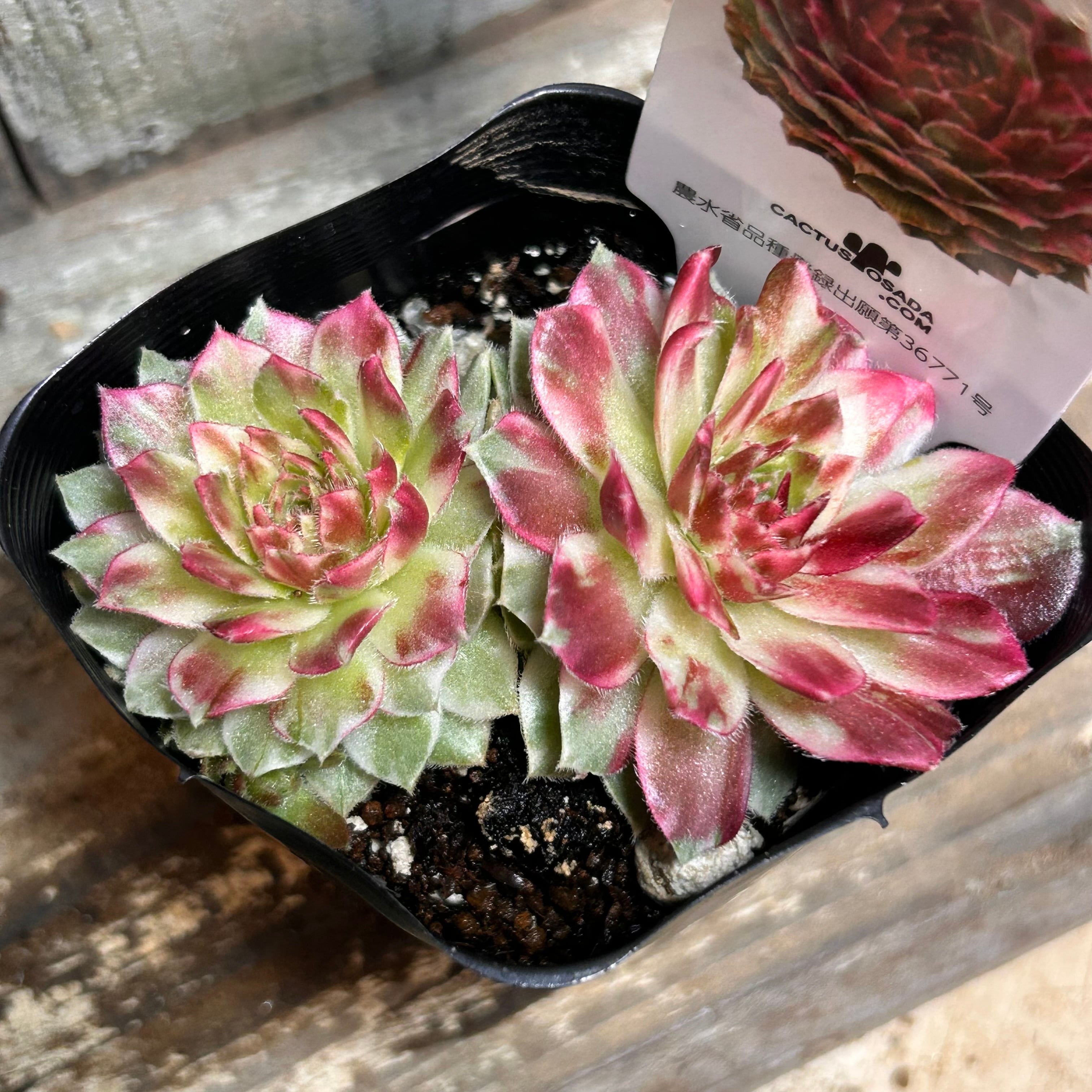 ブロンズメタル錦 アエオニウム | RuPo 多肉植物専門店
