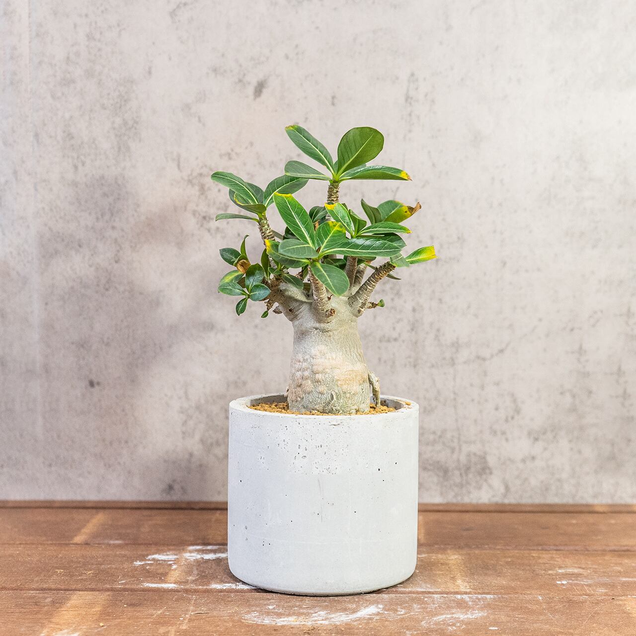 アデニウム｜すっきり立ち上がる枝と優しい塊根フォルムの一点もの【虫発生抑制／手作りモルタル鉢】