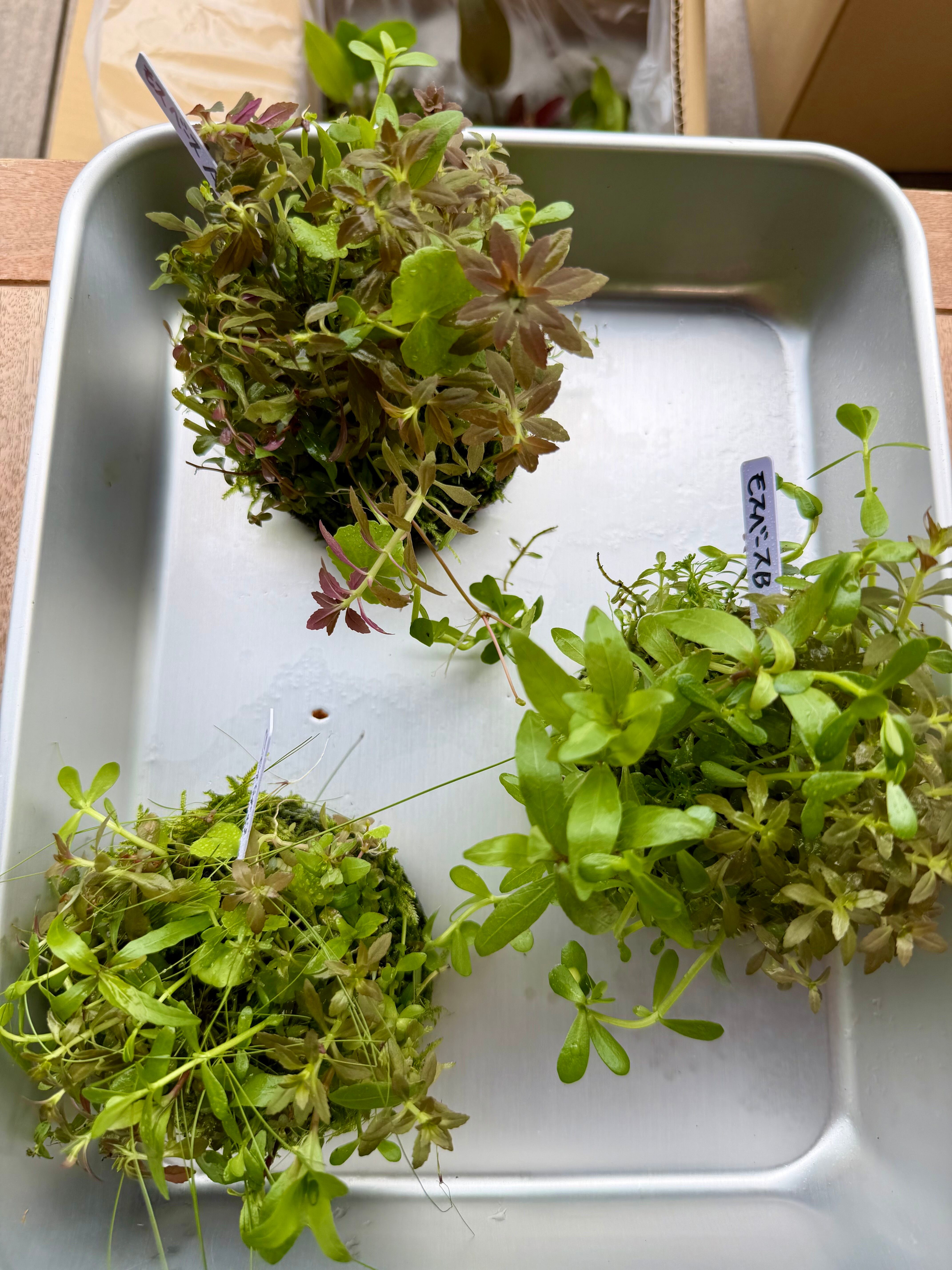 ADA】9月5日ADA侘び草モスベース！モスと有茎草のいいとこ取り！写真の