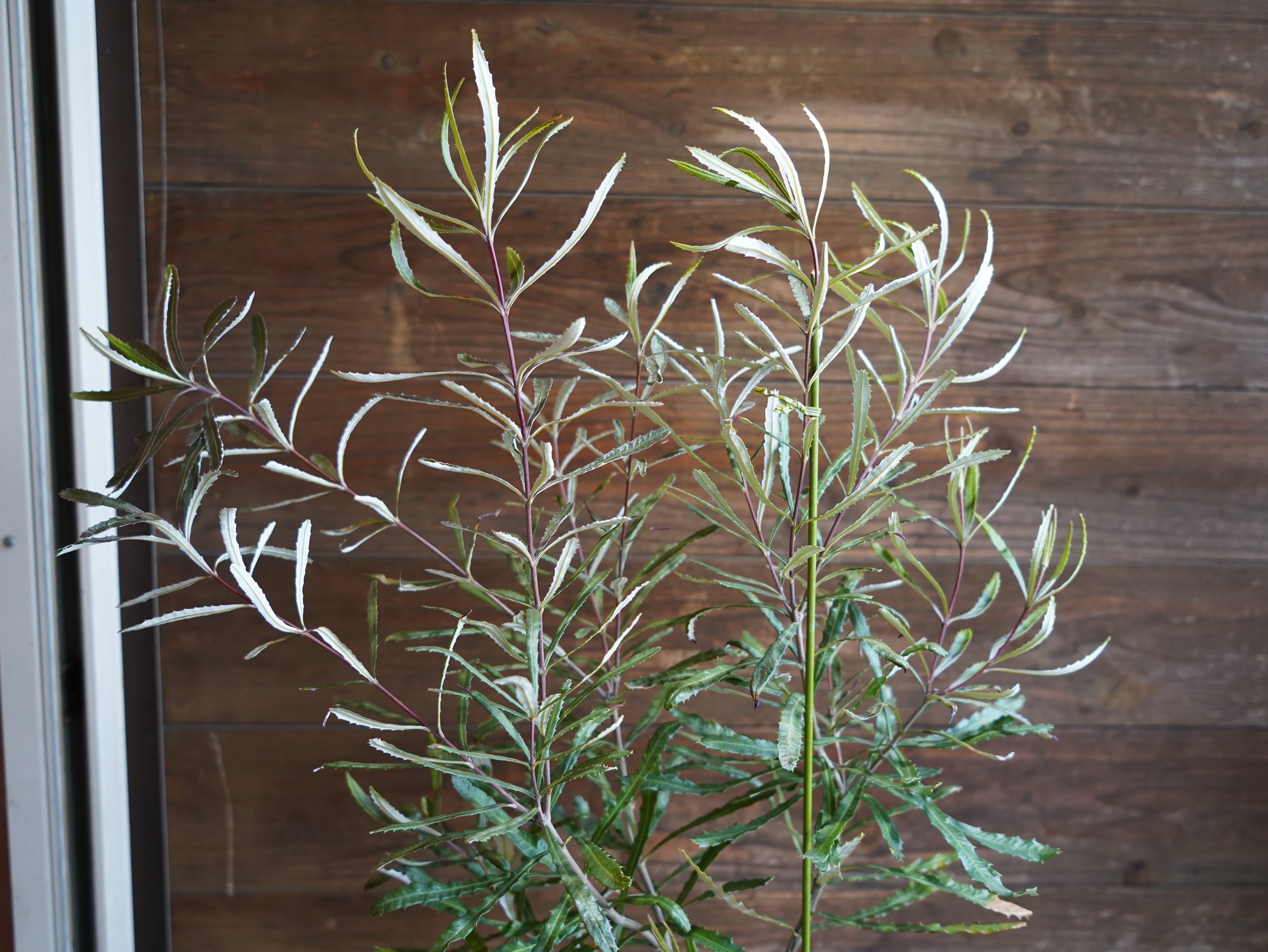 【現物】バンクシア　”リトラリス”