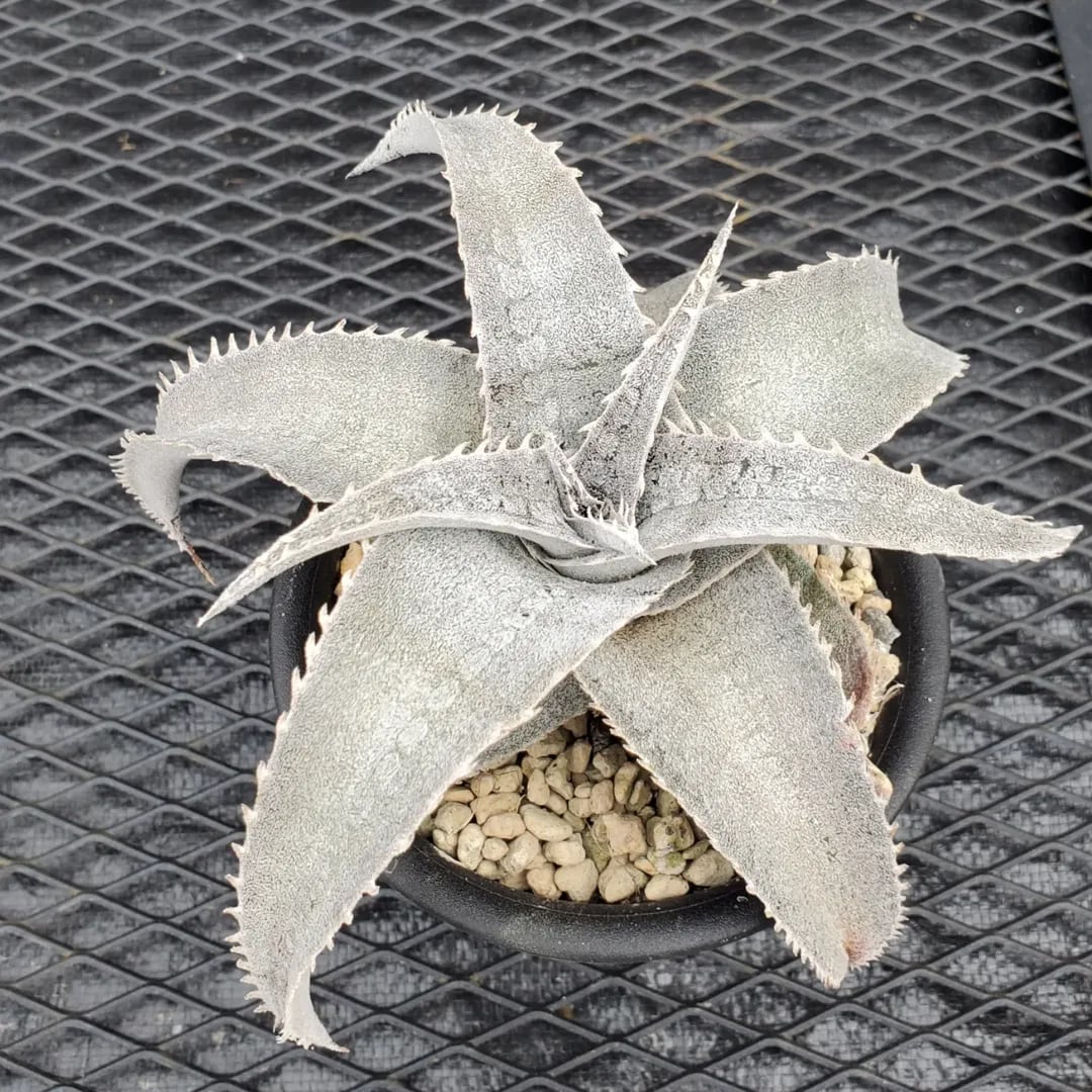 Dyckia（ディッキア） | レアプランツ通販サイトPlants Maniax