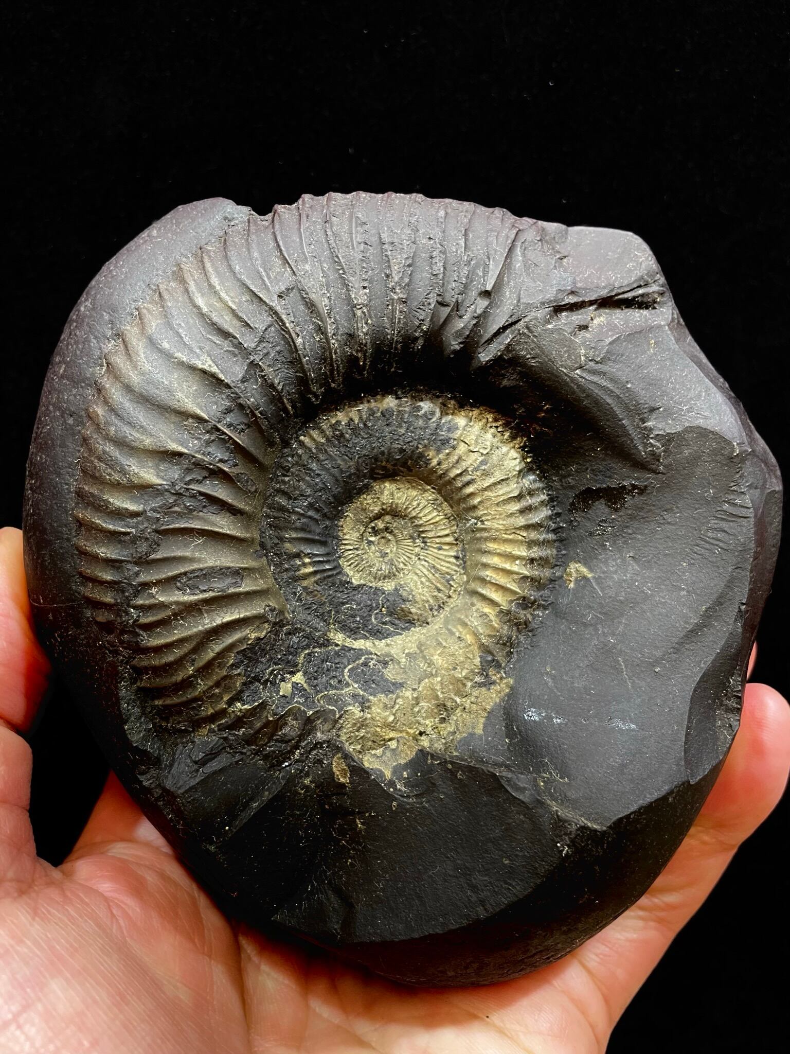 シャリグラム | レムリアの太陽