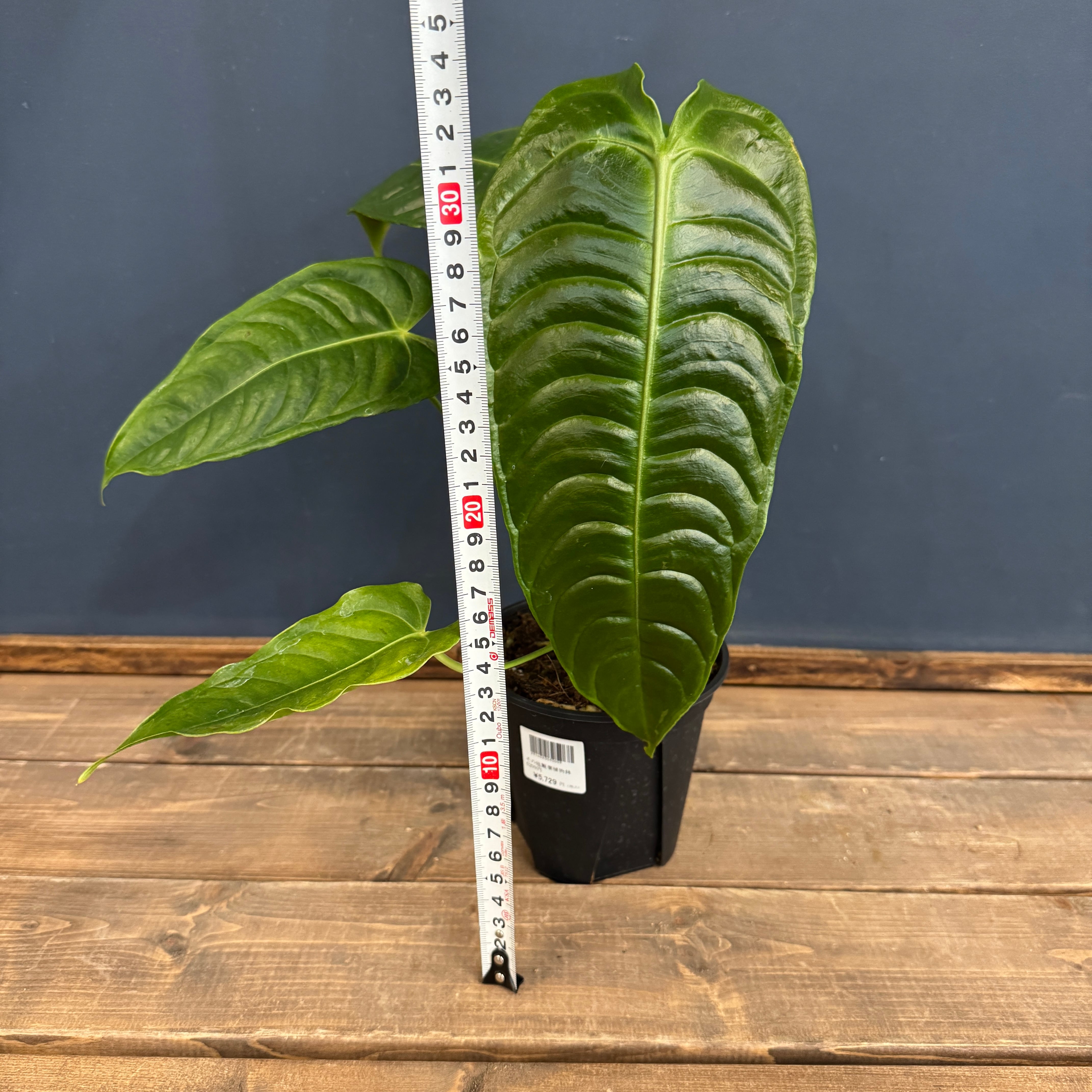 アンスリウム ベイチー【328】 | PROTOLEAF プロトリーフ