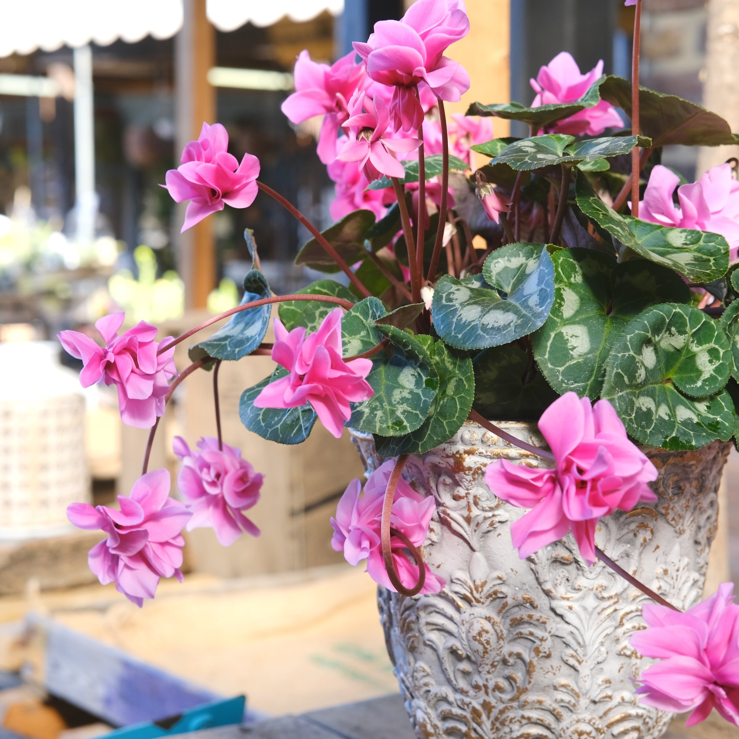 No, 16】ミニシクラメン チモシリーズ 八重《 枝垂れざき 》鉢なし