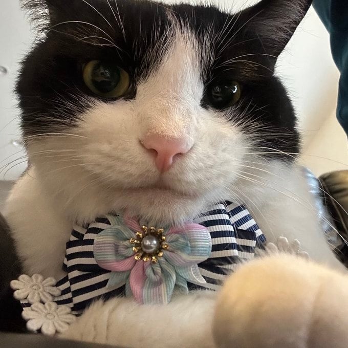 犬猫チョーカー 小サイズ しましま ライトブルー リボン 犬用 猫用