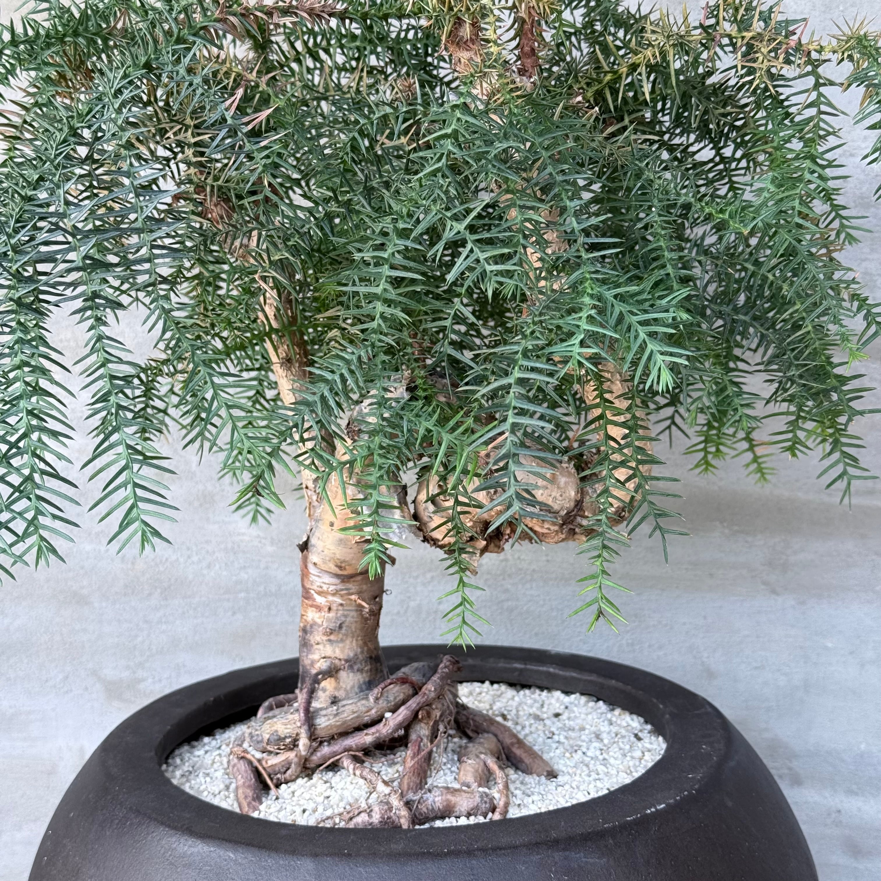②*ஐ美しい樹形で盆栽やツリーにも*:ஐ【ナンヨウスギ・アローカリア】苗木・８号 植物 ×鉢】盆栽仕立て ナンヨウスギ Araucaria アローカリア | A-PLANTS