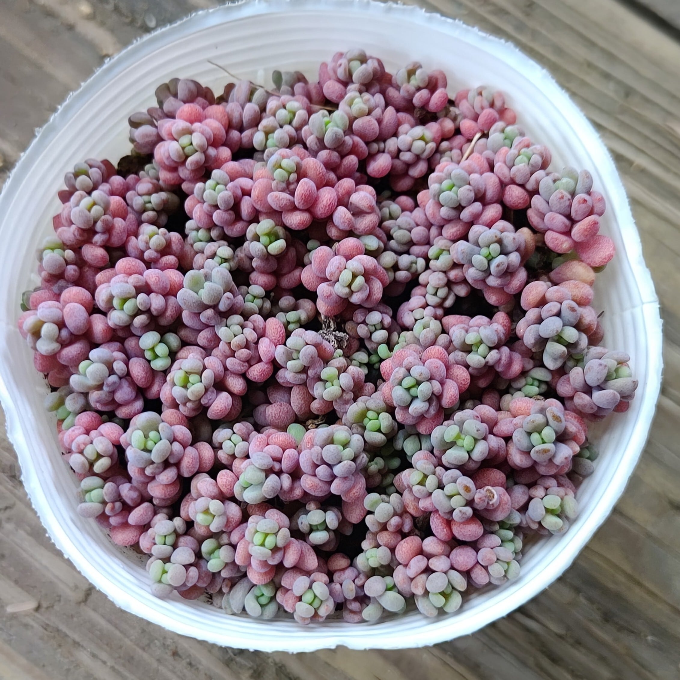 【パープルヘイズ グラデーションカラー】カット　パープルヘイズストロベリーカラー ffb5d81c4b02291d6d53e5955325b6